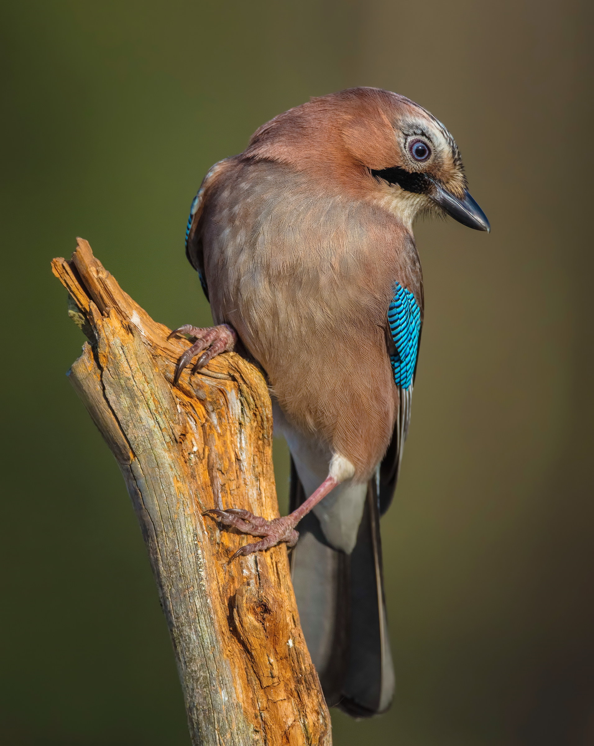 Eurasian Jay (Garrulus glandarius)