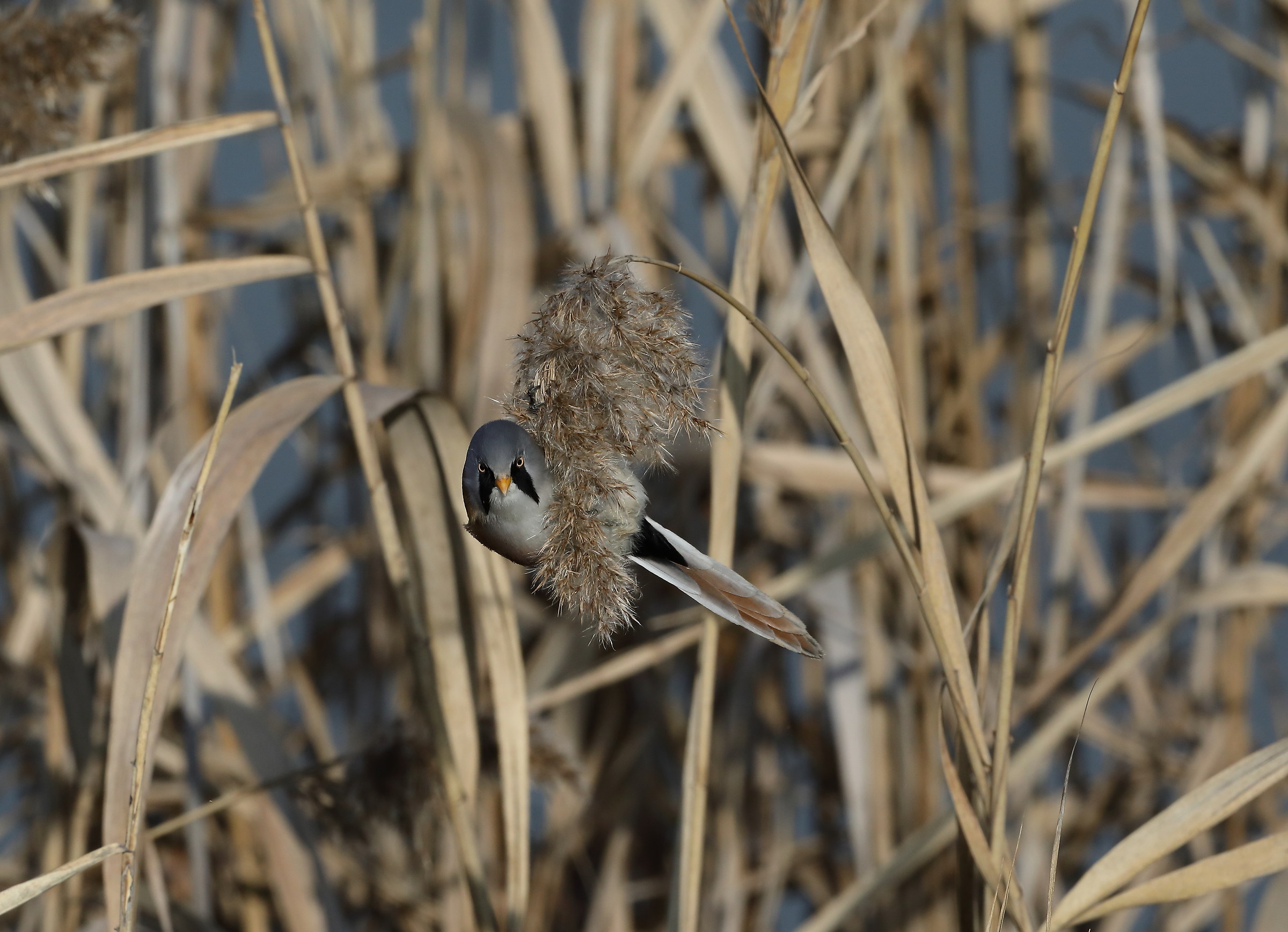 Basettino (Panurus biarmicus)