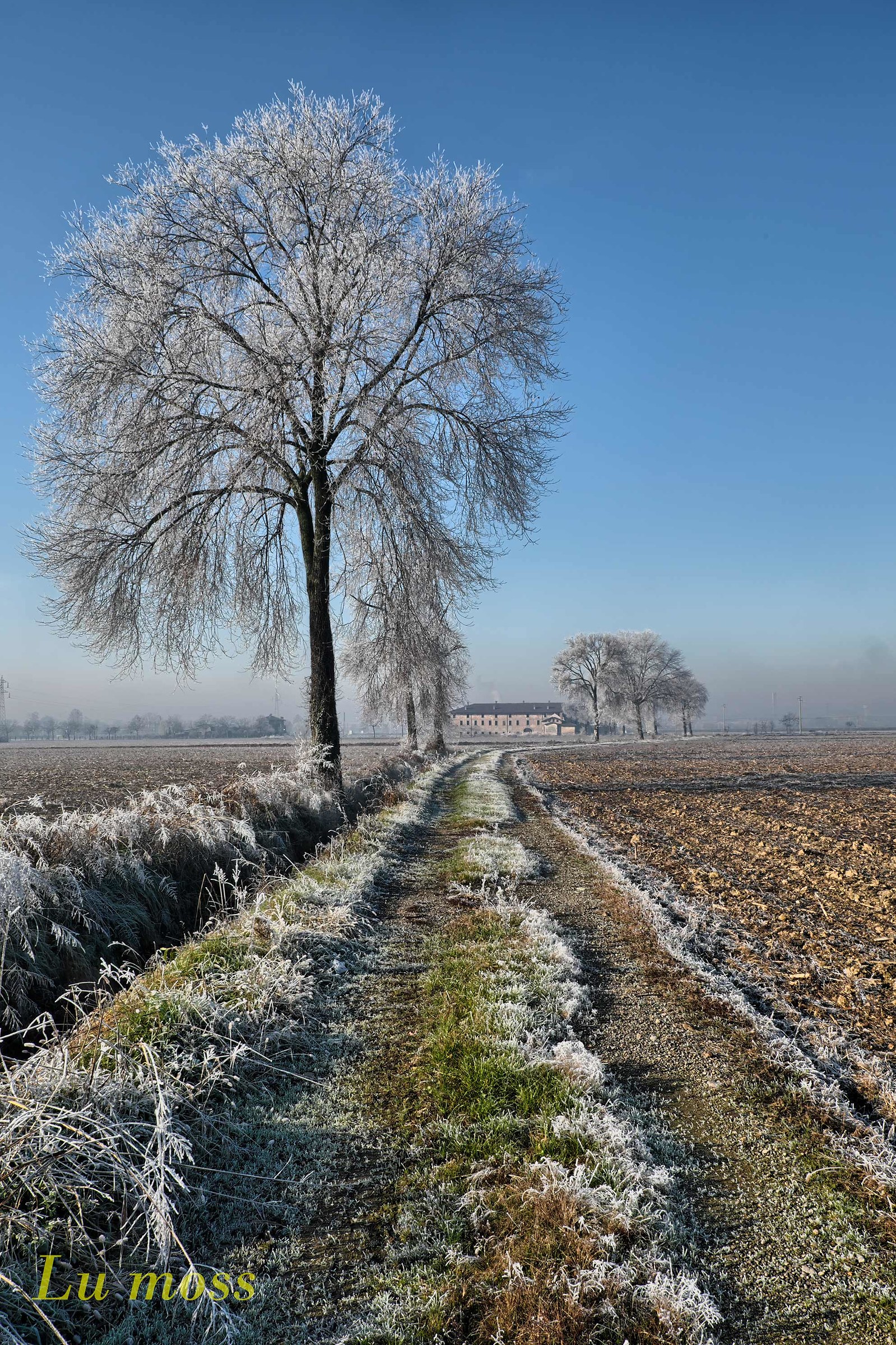 The plain with the frost.