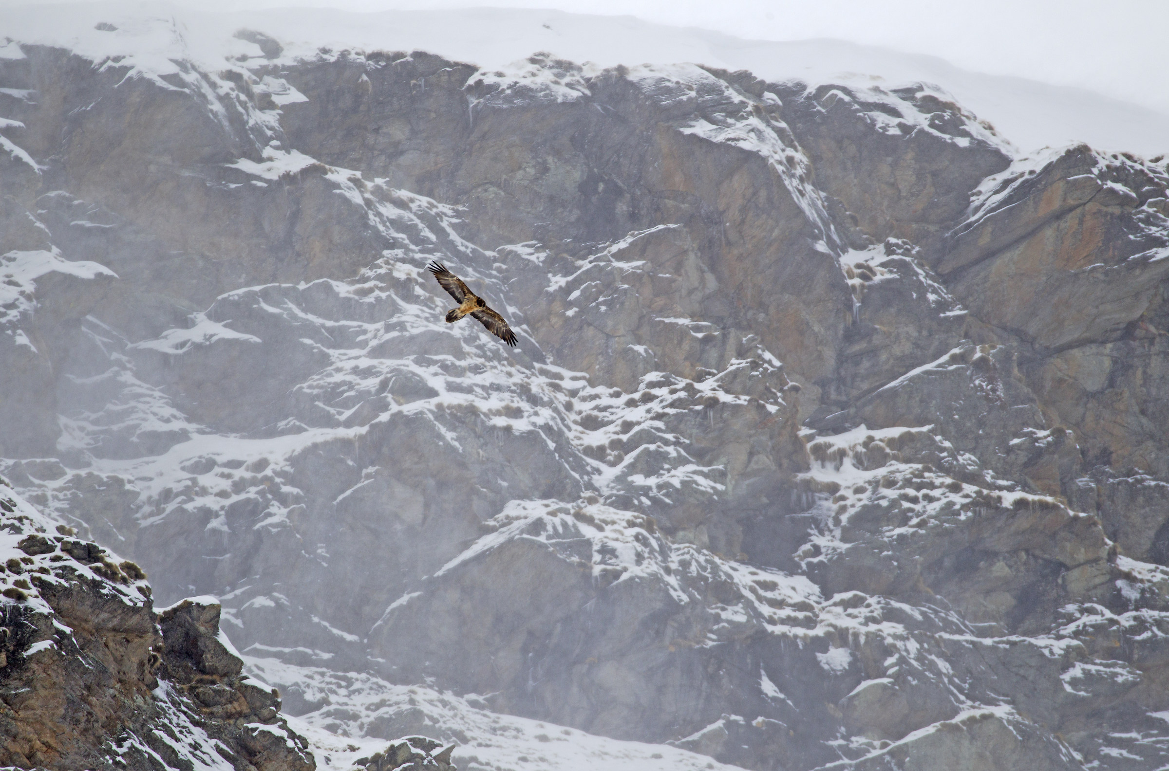 bearded vulture in the wind