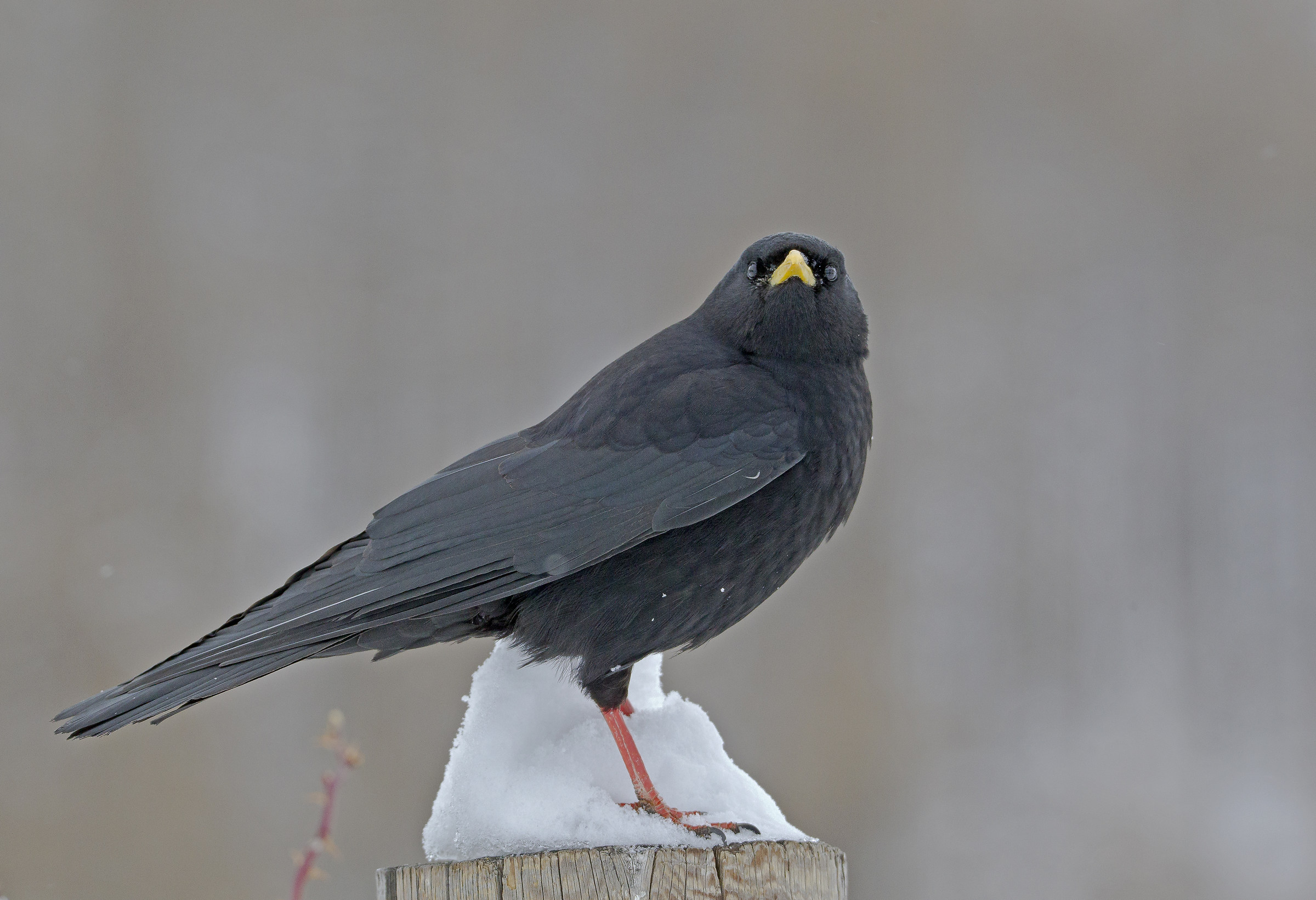 Alpine chough no no crop