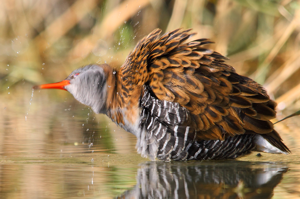 Water Rail