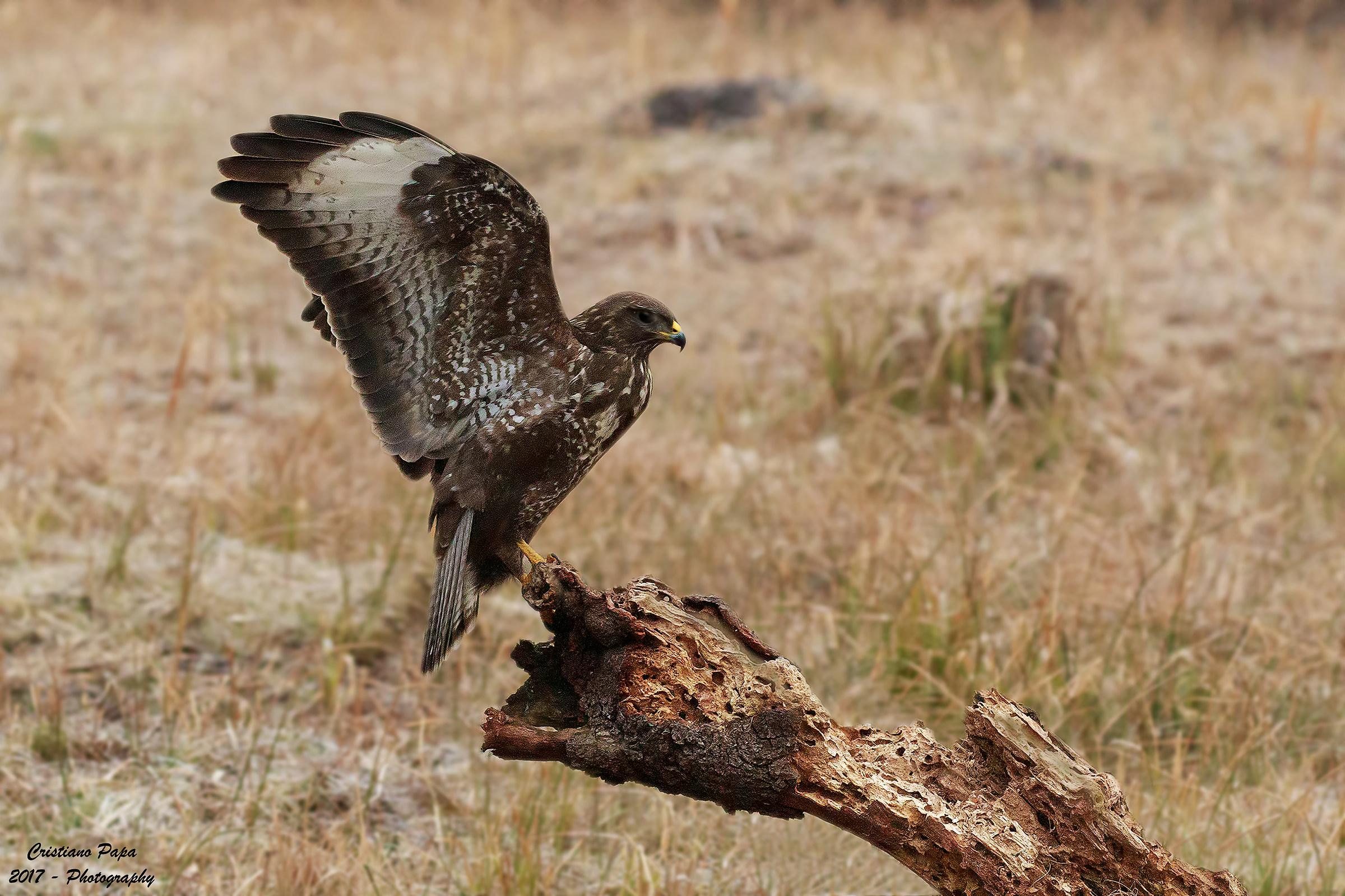 Buteo Buteo