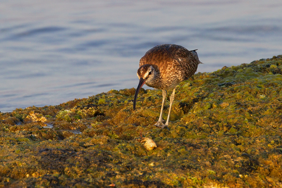 Curlew (Numenius phaeopus)