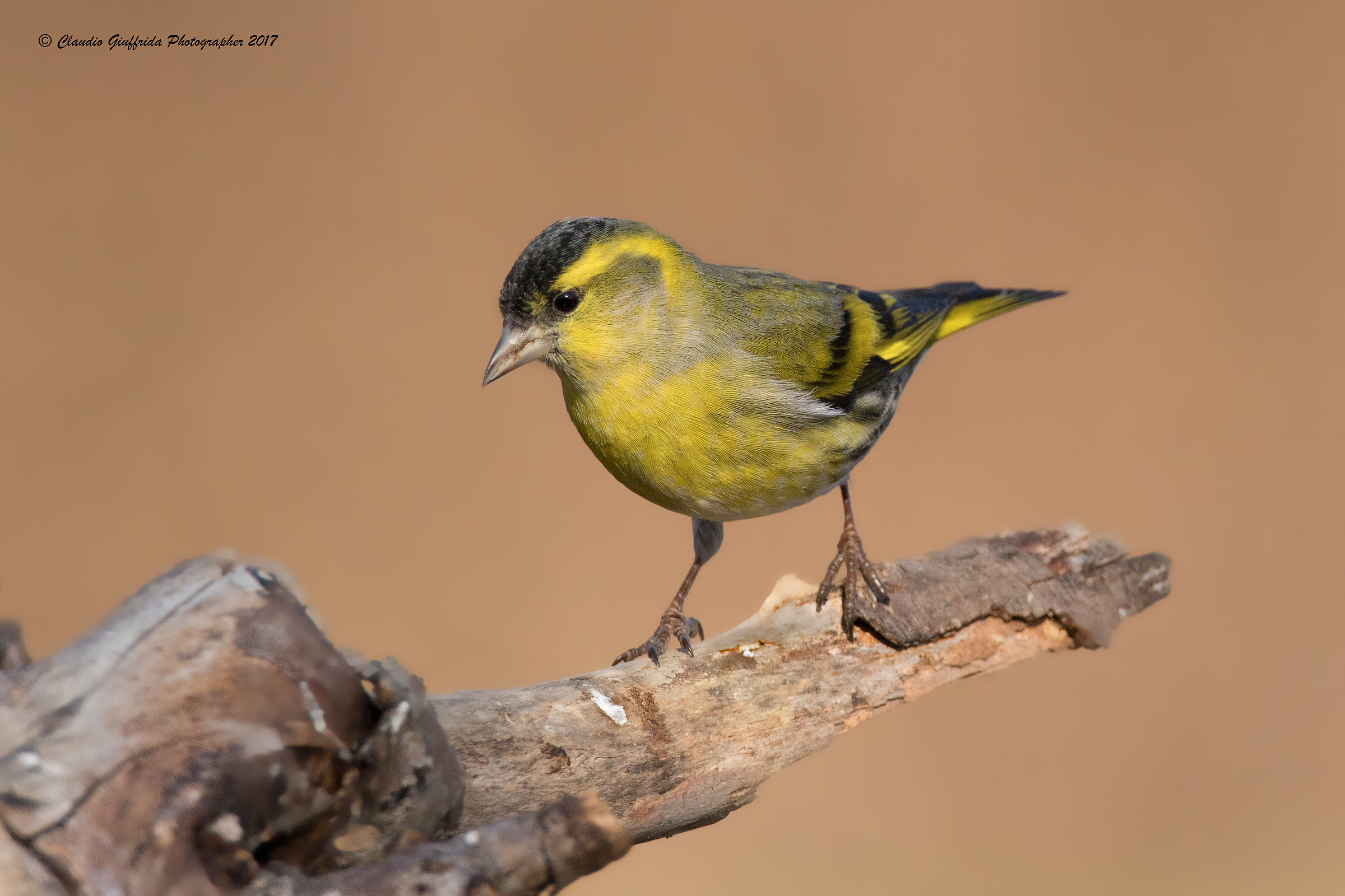 Spinus spinus - Siskin