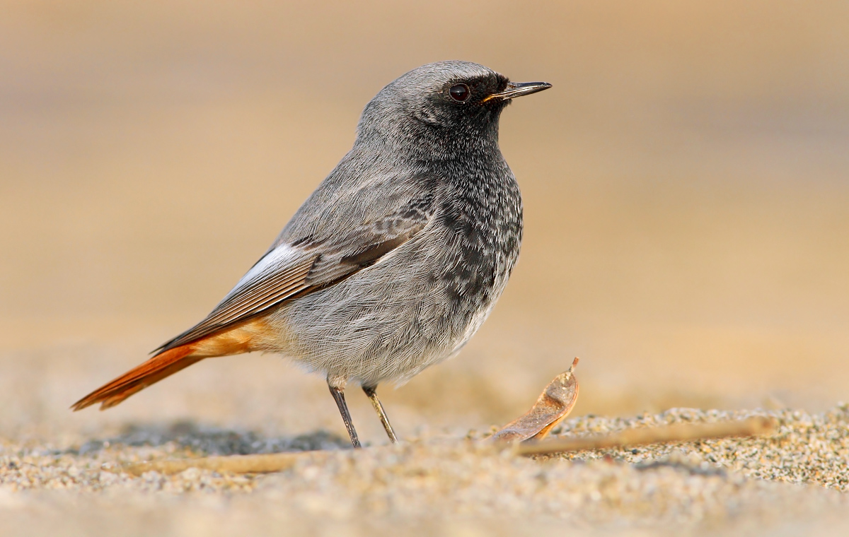 black redstart
