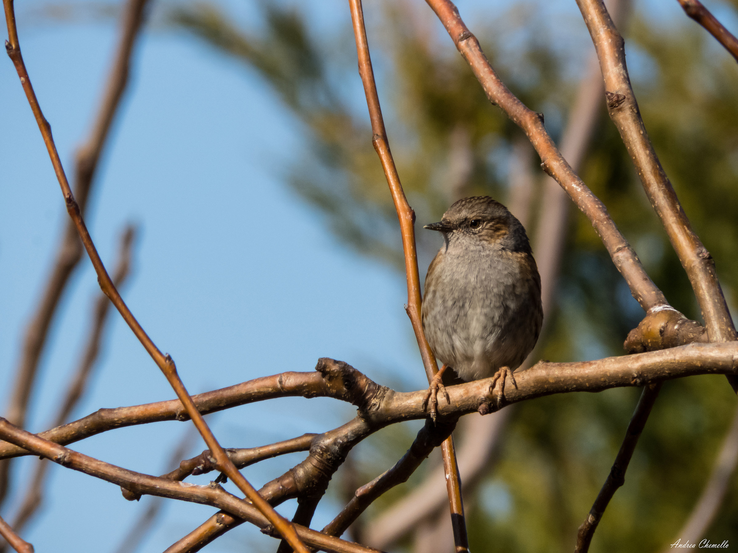 Dunnock (Prunella modularis)