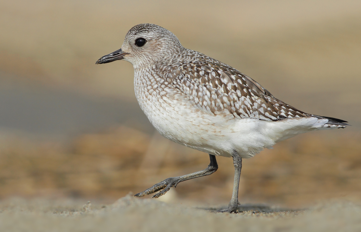 Grey Plover