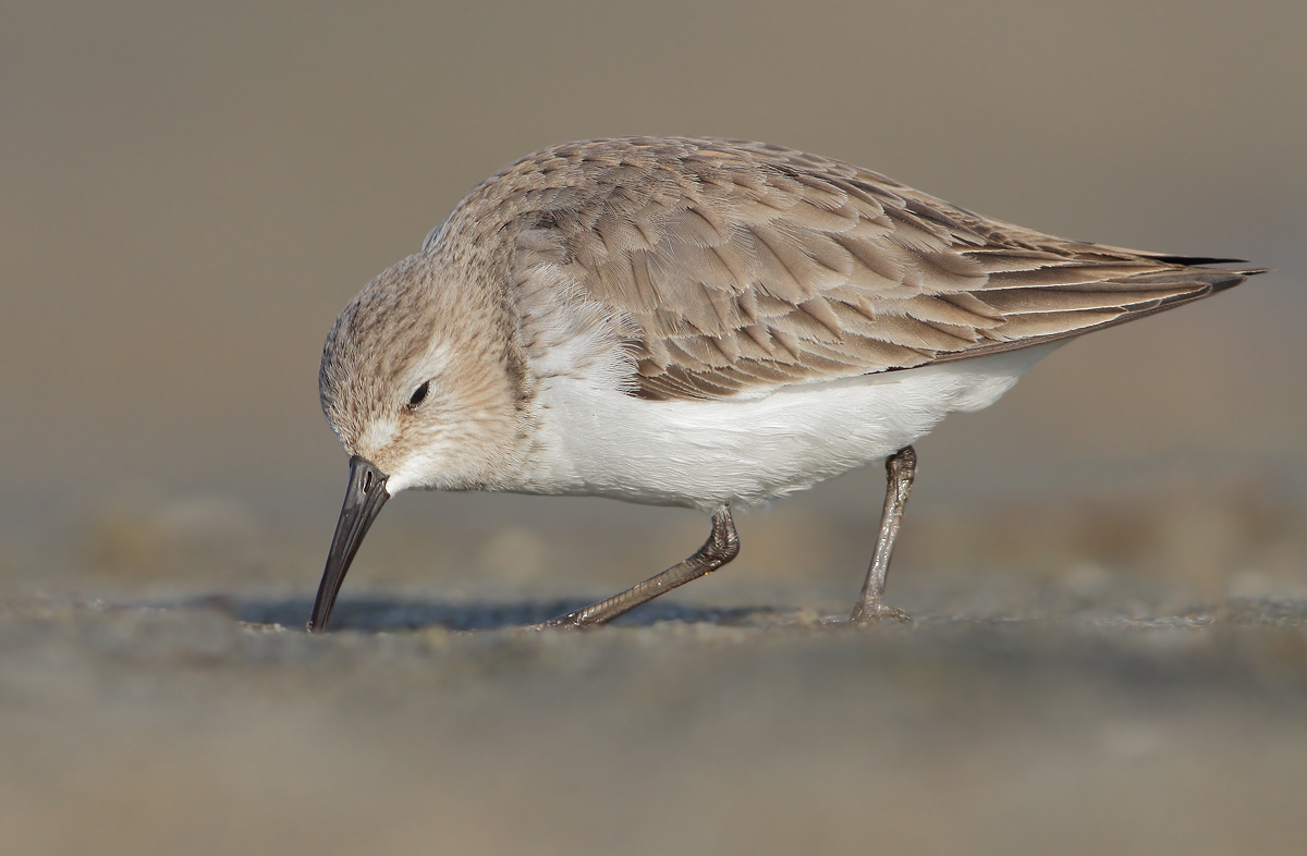 dunlin