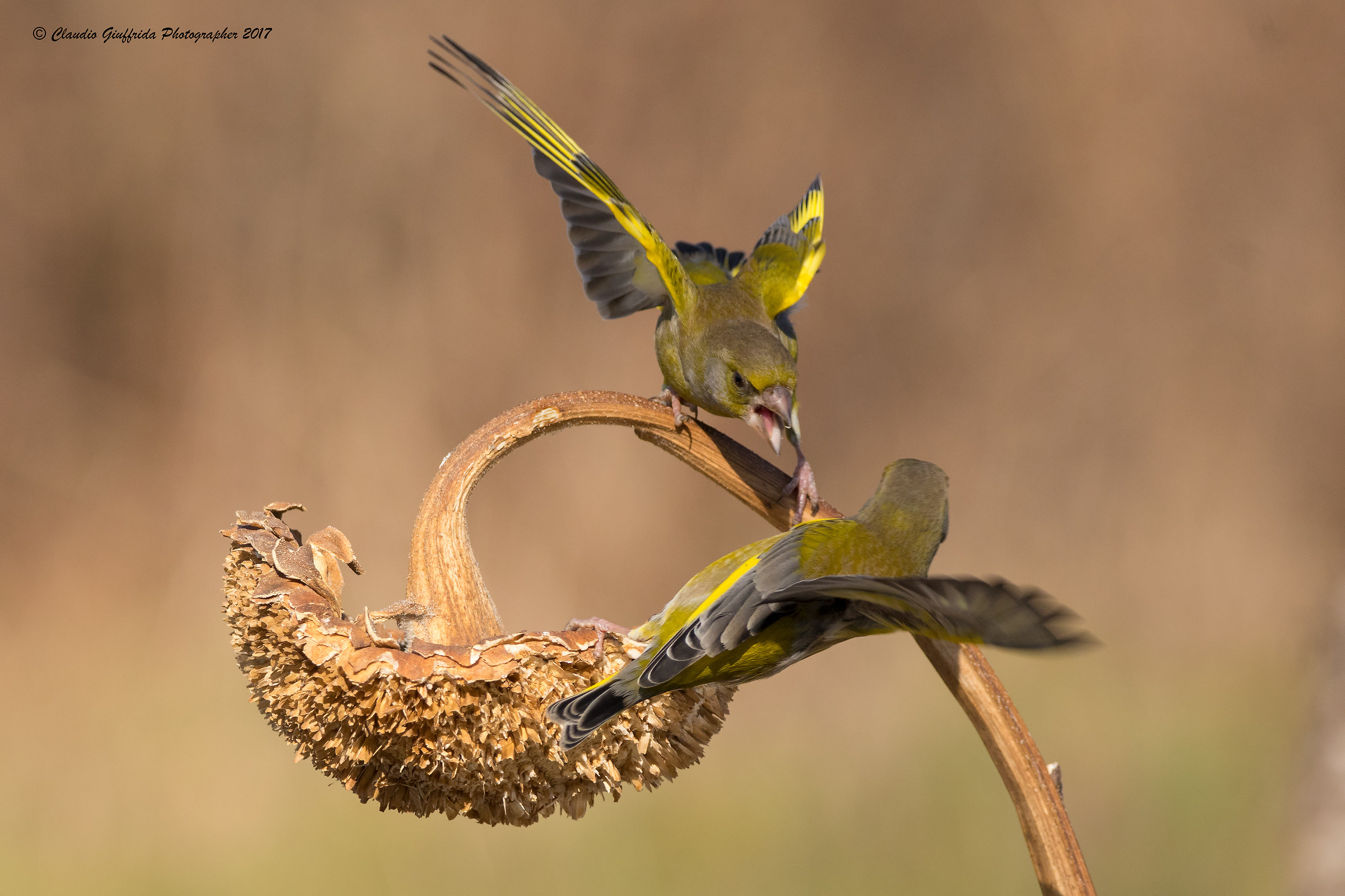 Skirmish between Chloris chloris - Greenfinches part.2