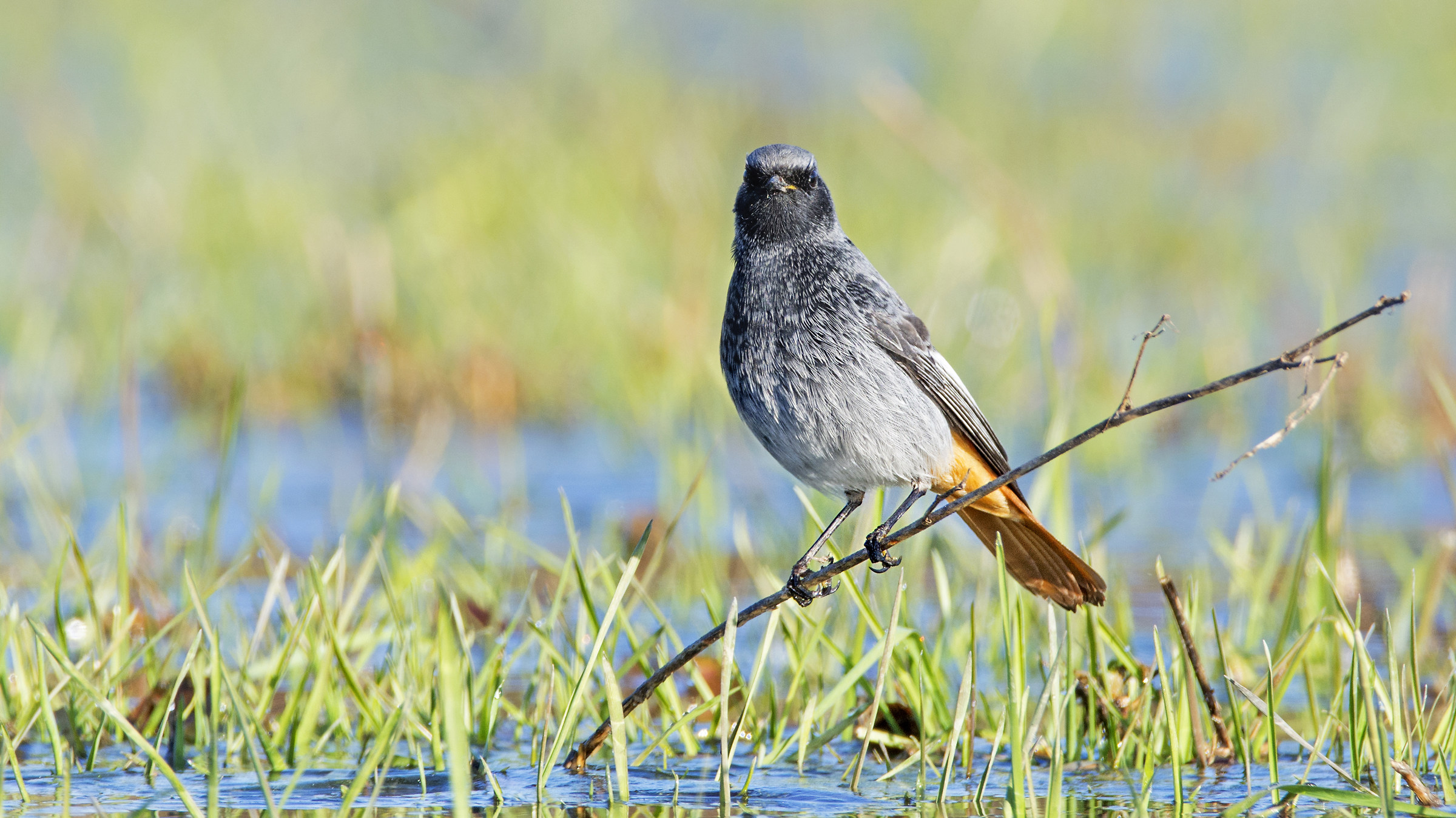 Redstart on the ground