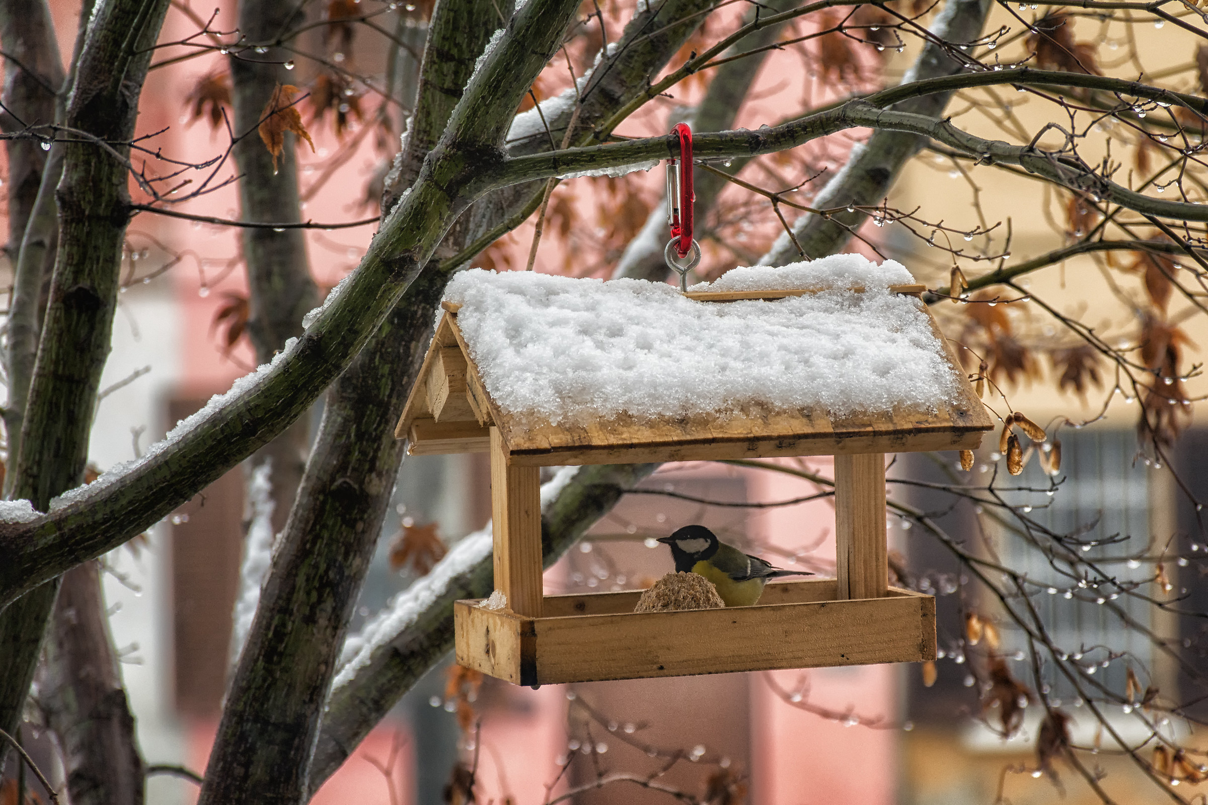 Winter and Great Tit