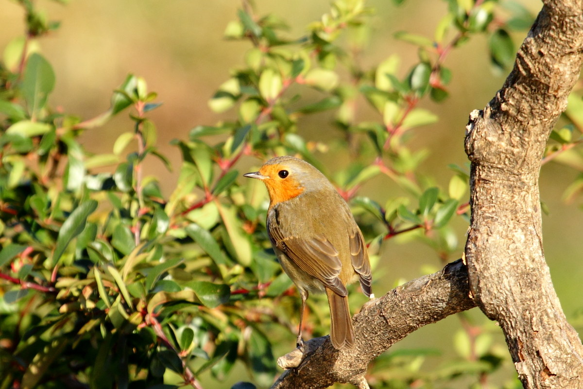 Robin (Erithacus rubecula)