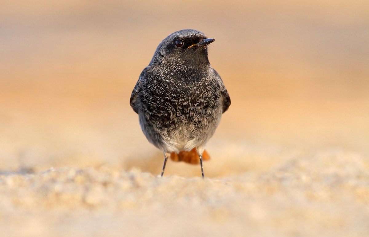 black redstart