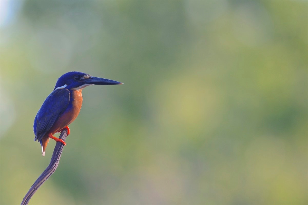 Martin pescatore, Australia