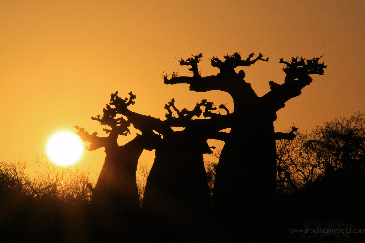 Sunrise @ Baobab
