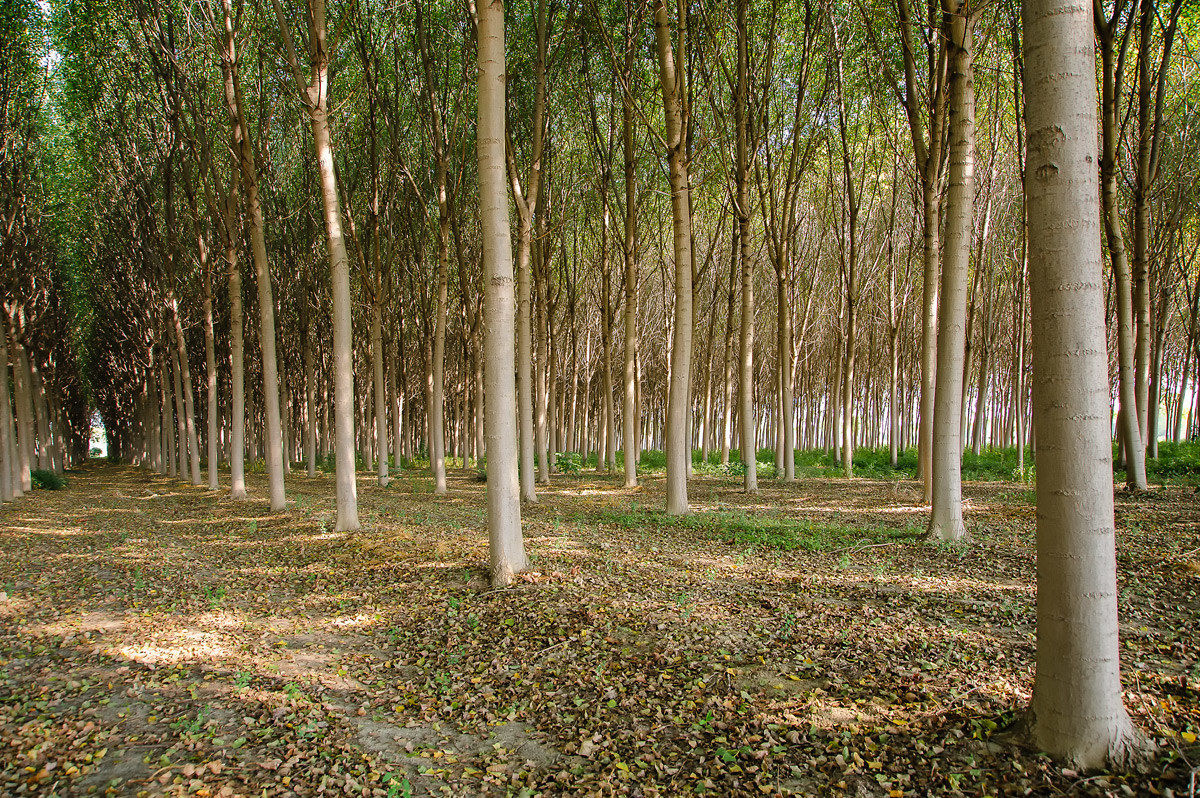 poplars