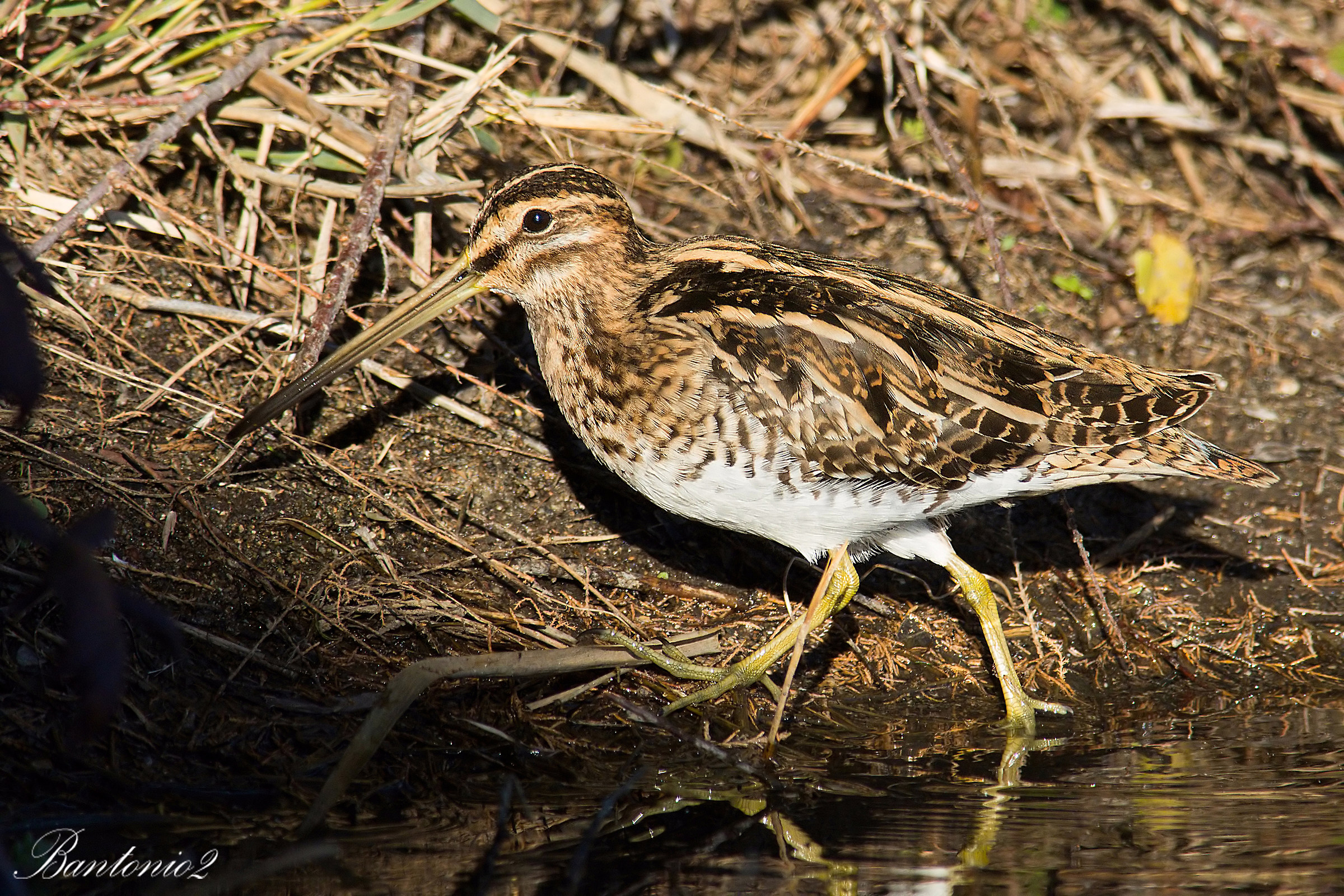 Common Snipe (Gallinago gallinago).