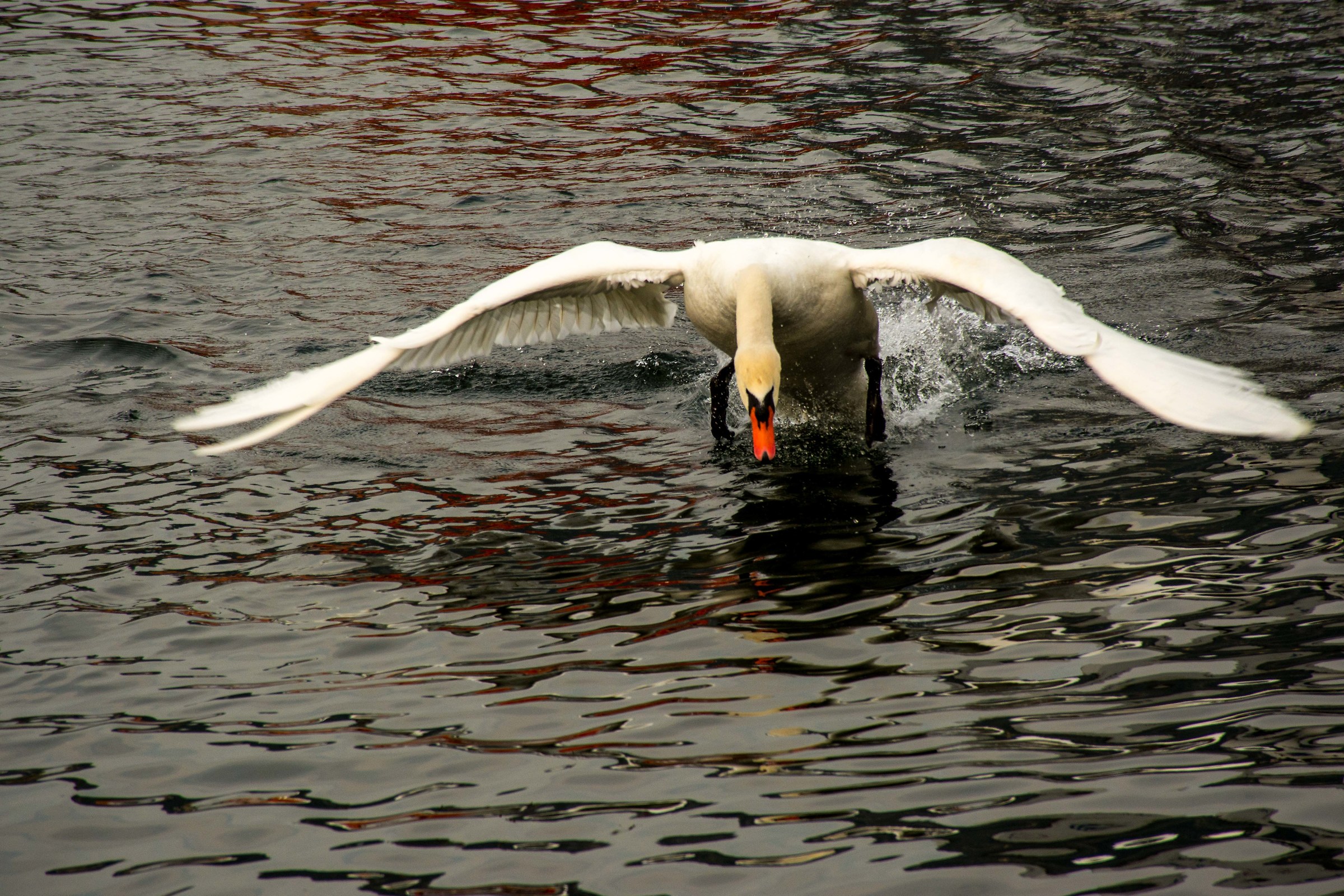 The swan attacks