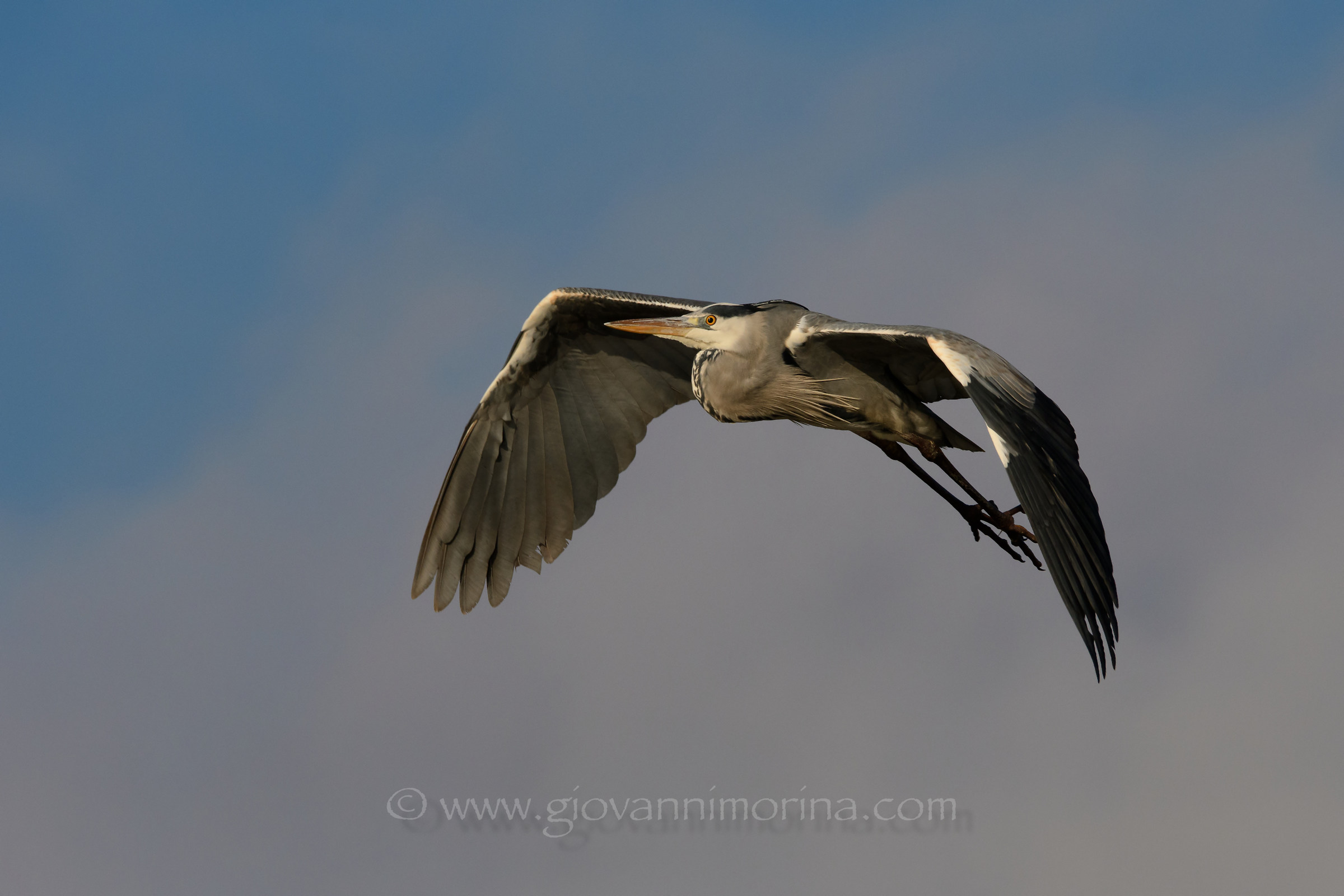 Grey Heron