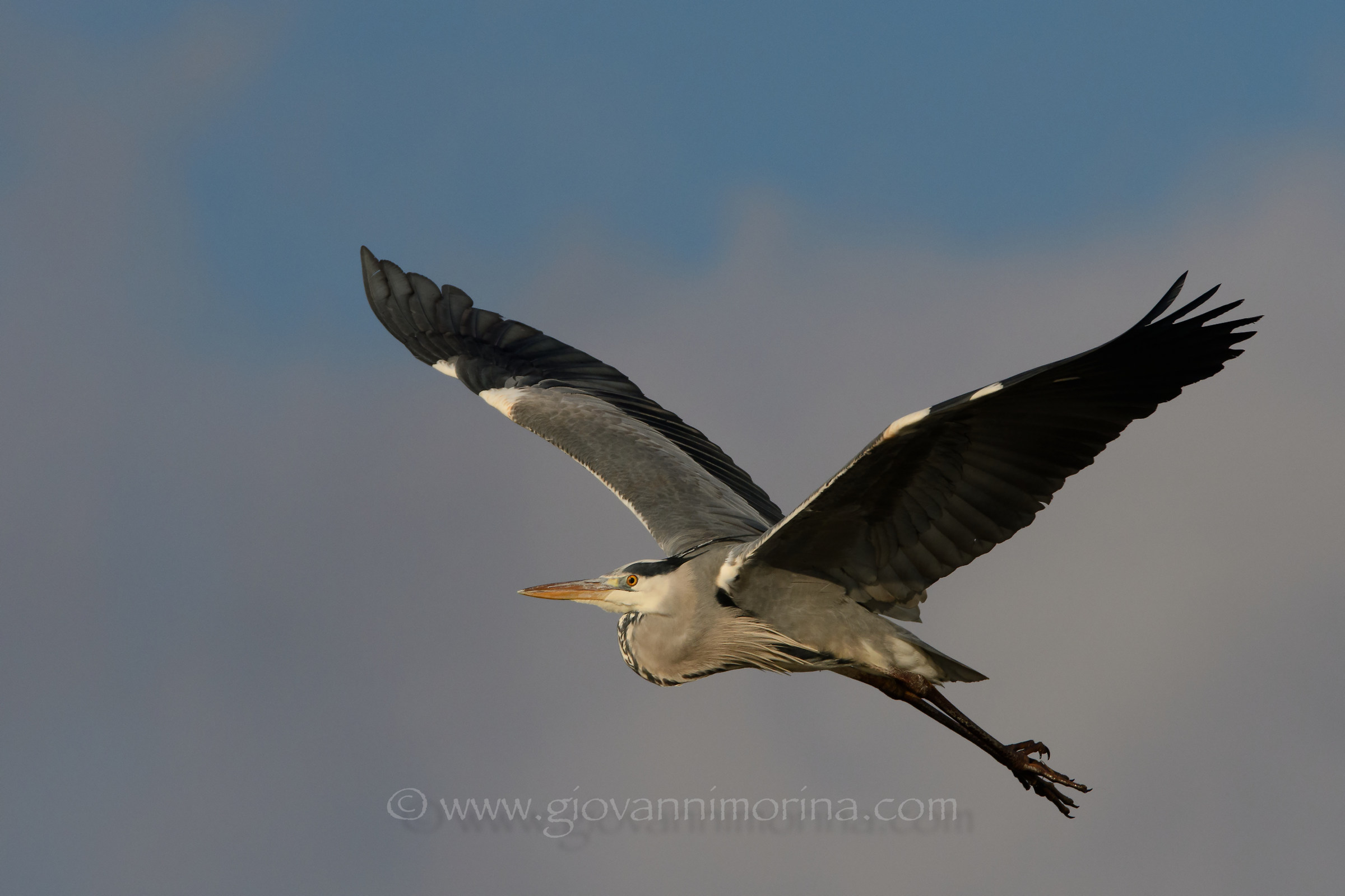 Grey Heron