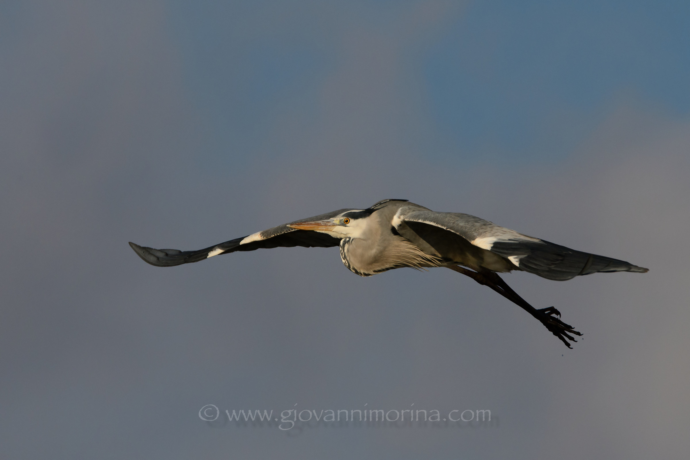 Grey Heron