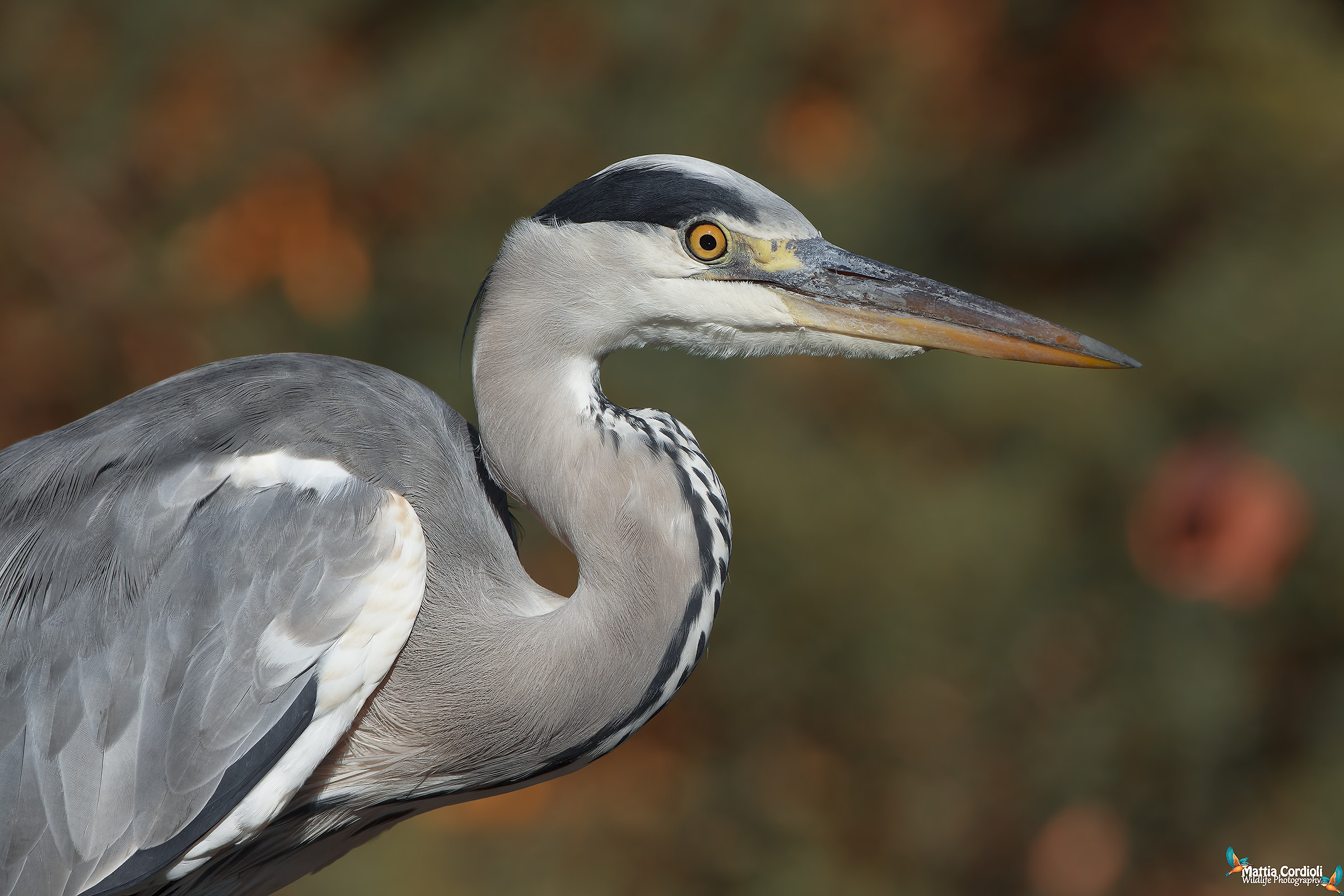 ritratto al cenerino