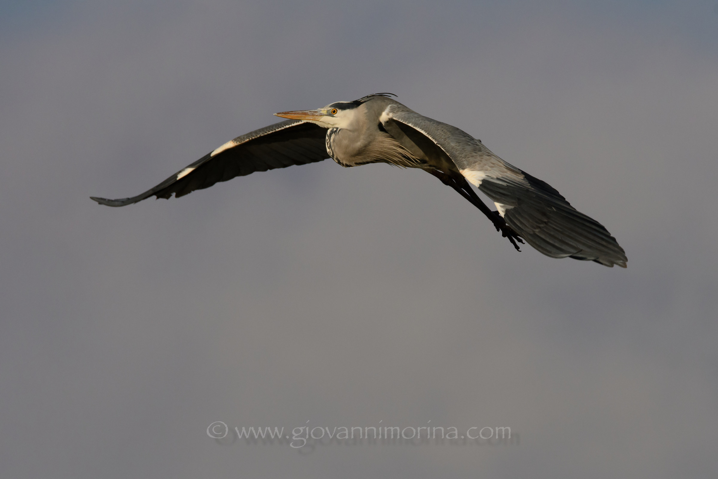 Grey Heron