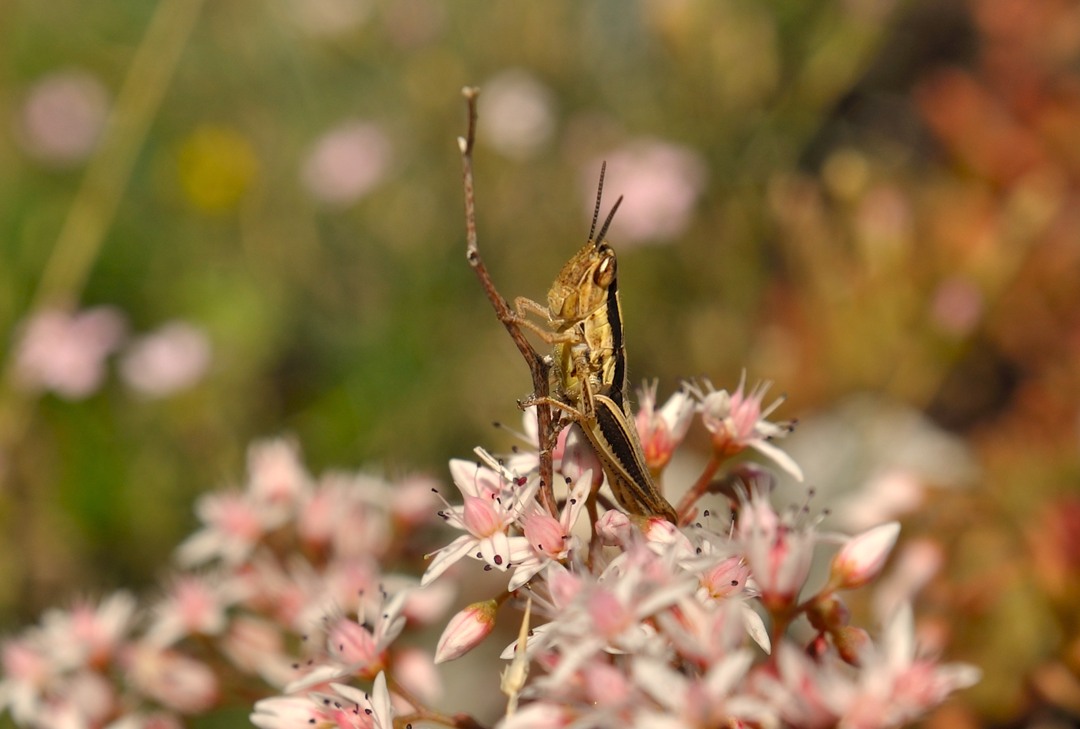Pholidoptera griseoaptera on blooming Crassula Ovata