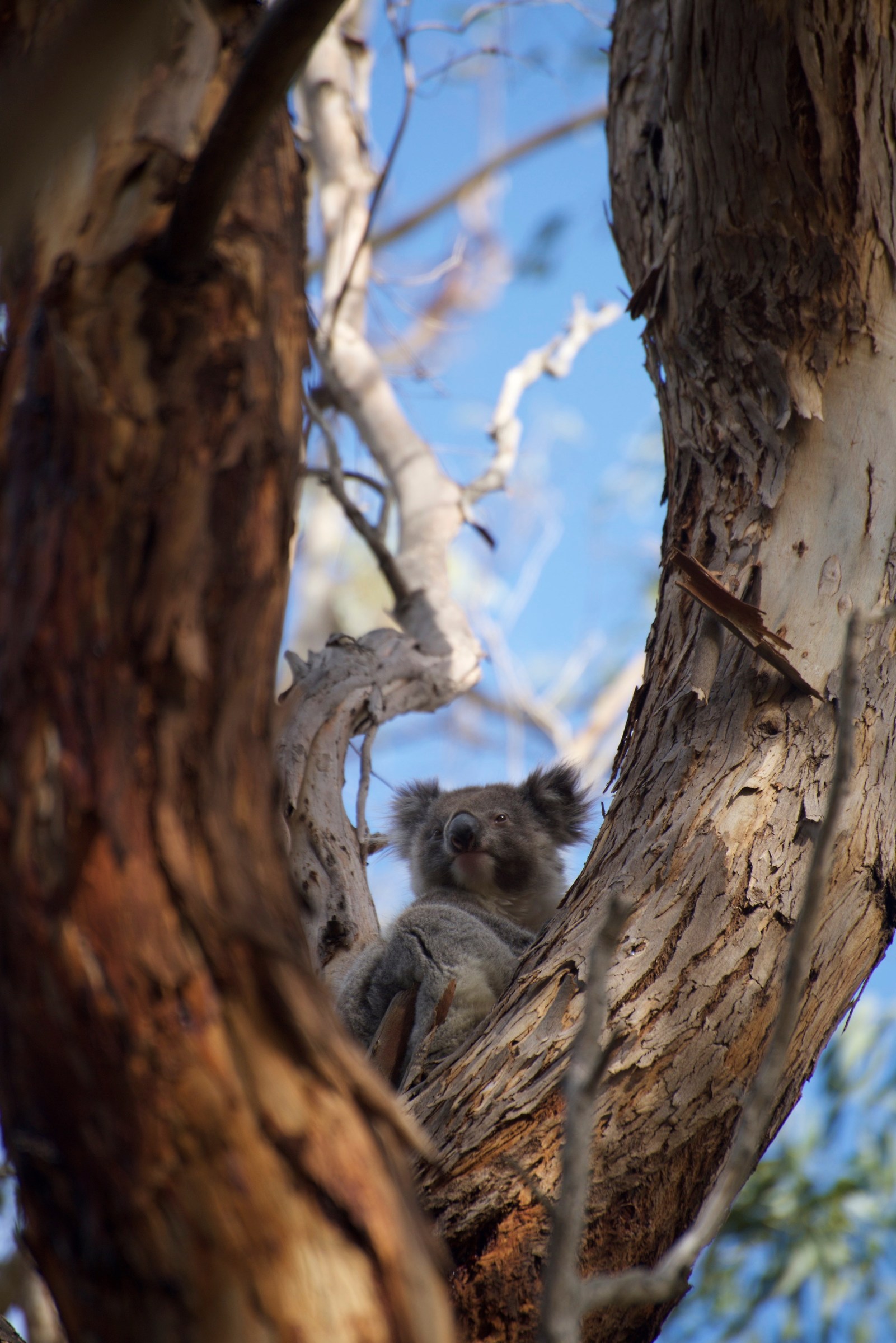 Koala, Kangaroo Island, Australia