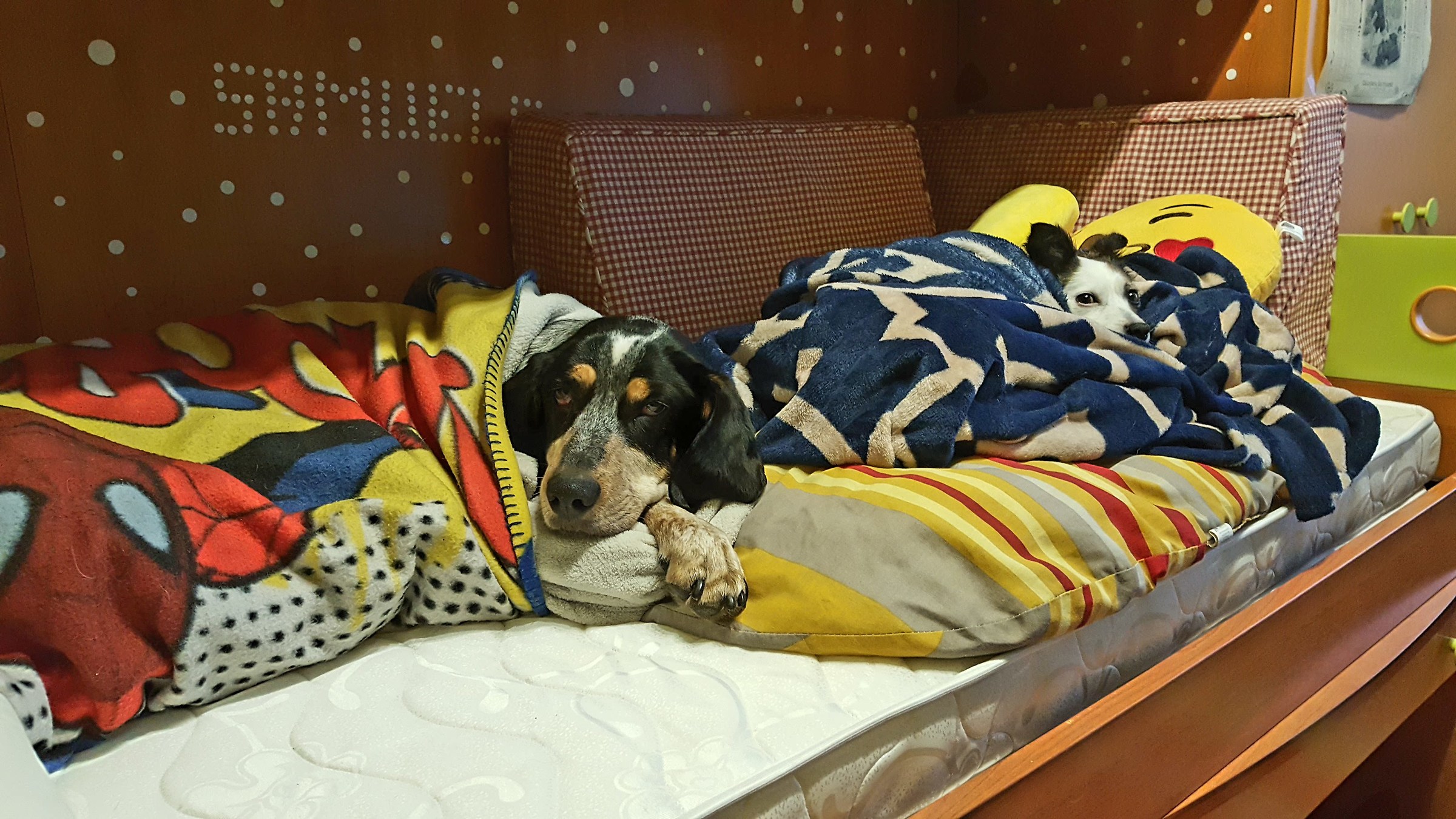 Le mie compagne di studio