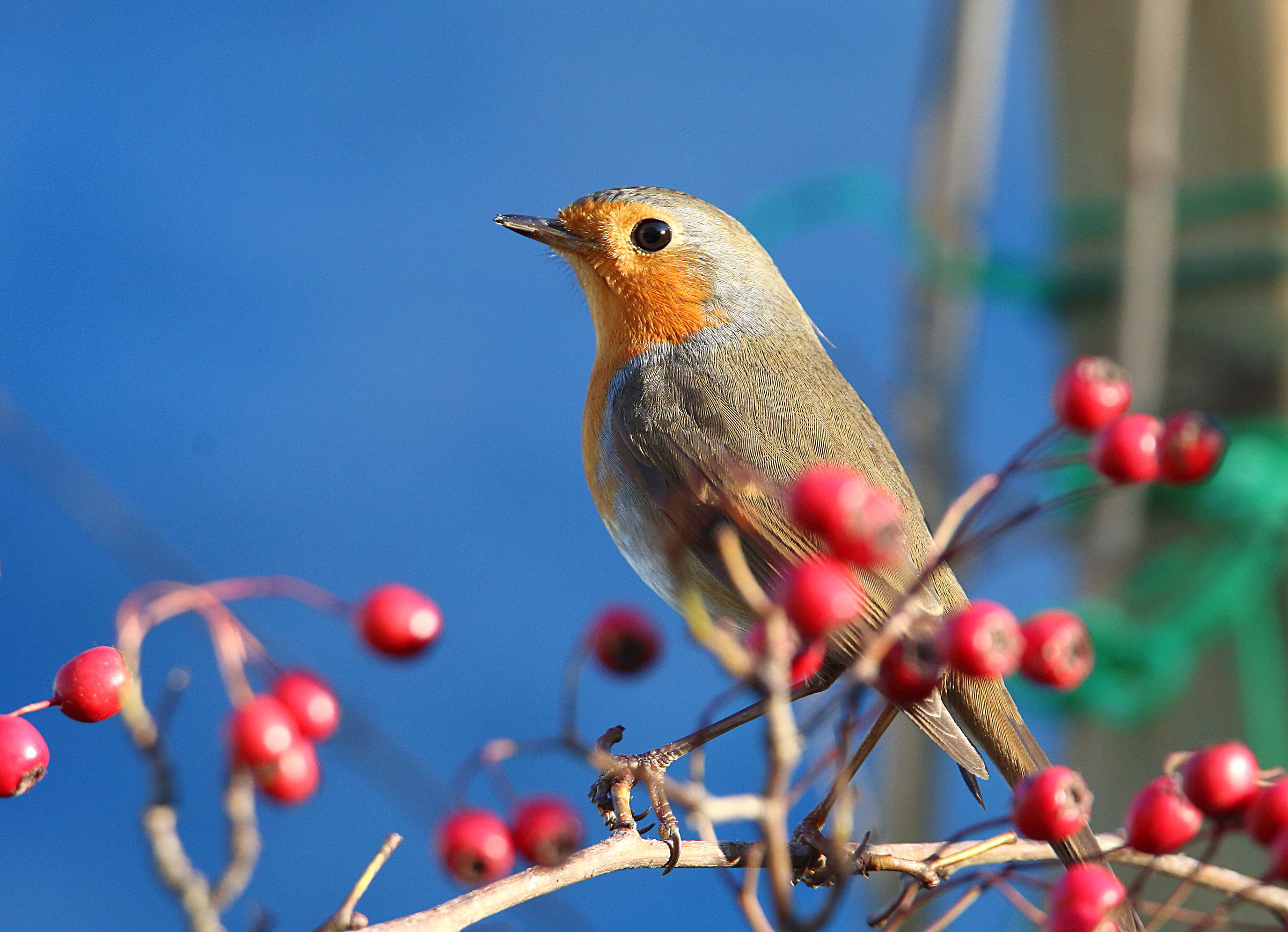 Robin among the berries