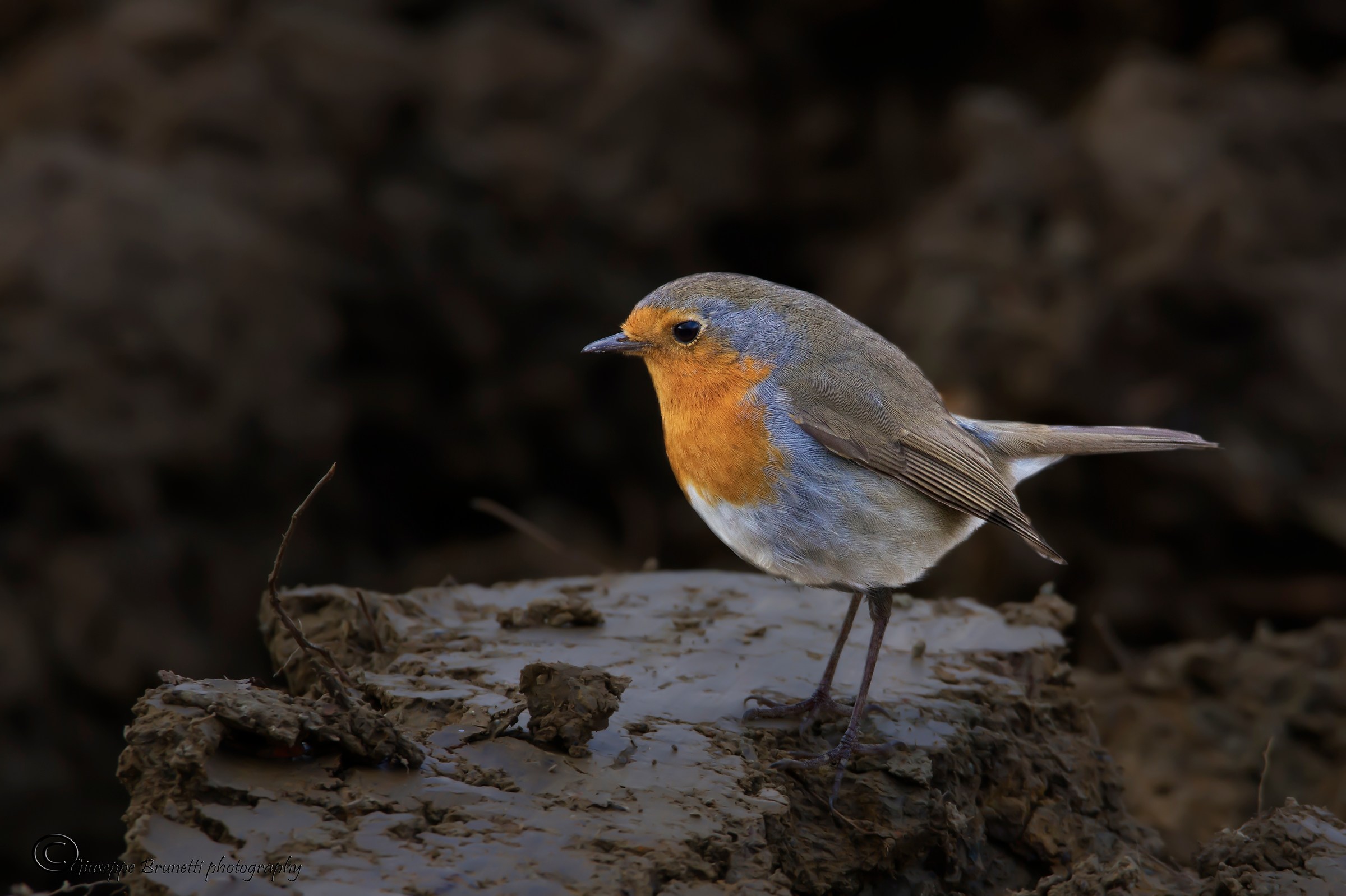 Pettirosso Erithcus rubecula