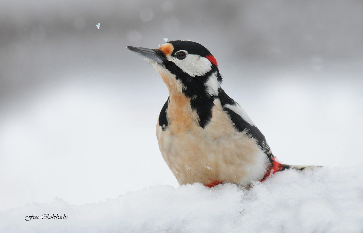 Picchio rosso maggiore...