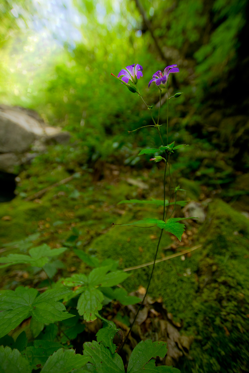 Flora Orrido di Botri