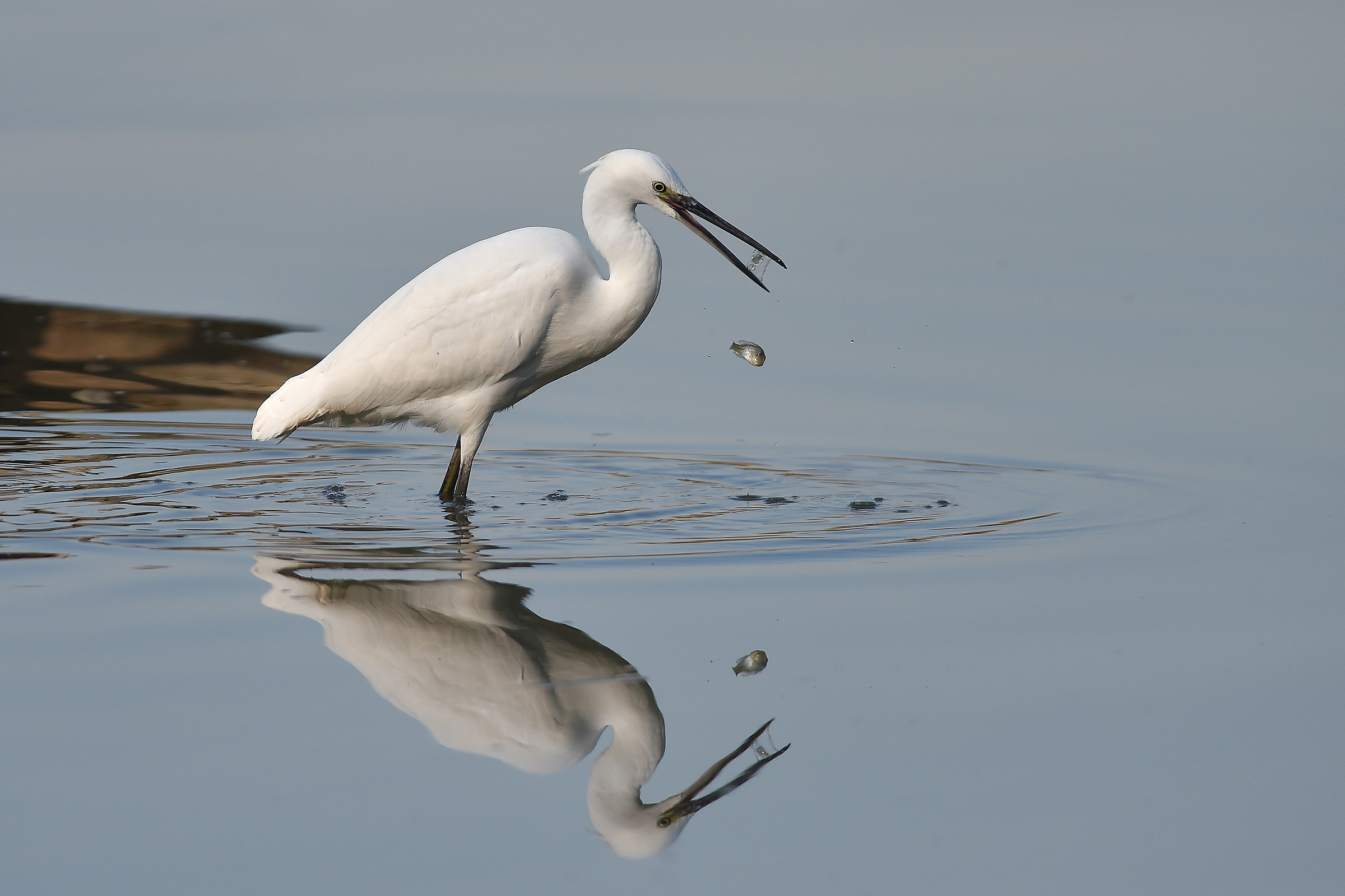 Stories of feathers 3