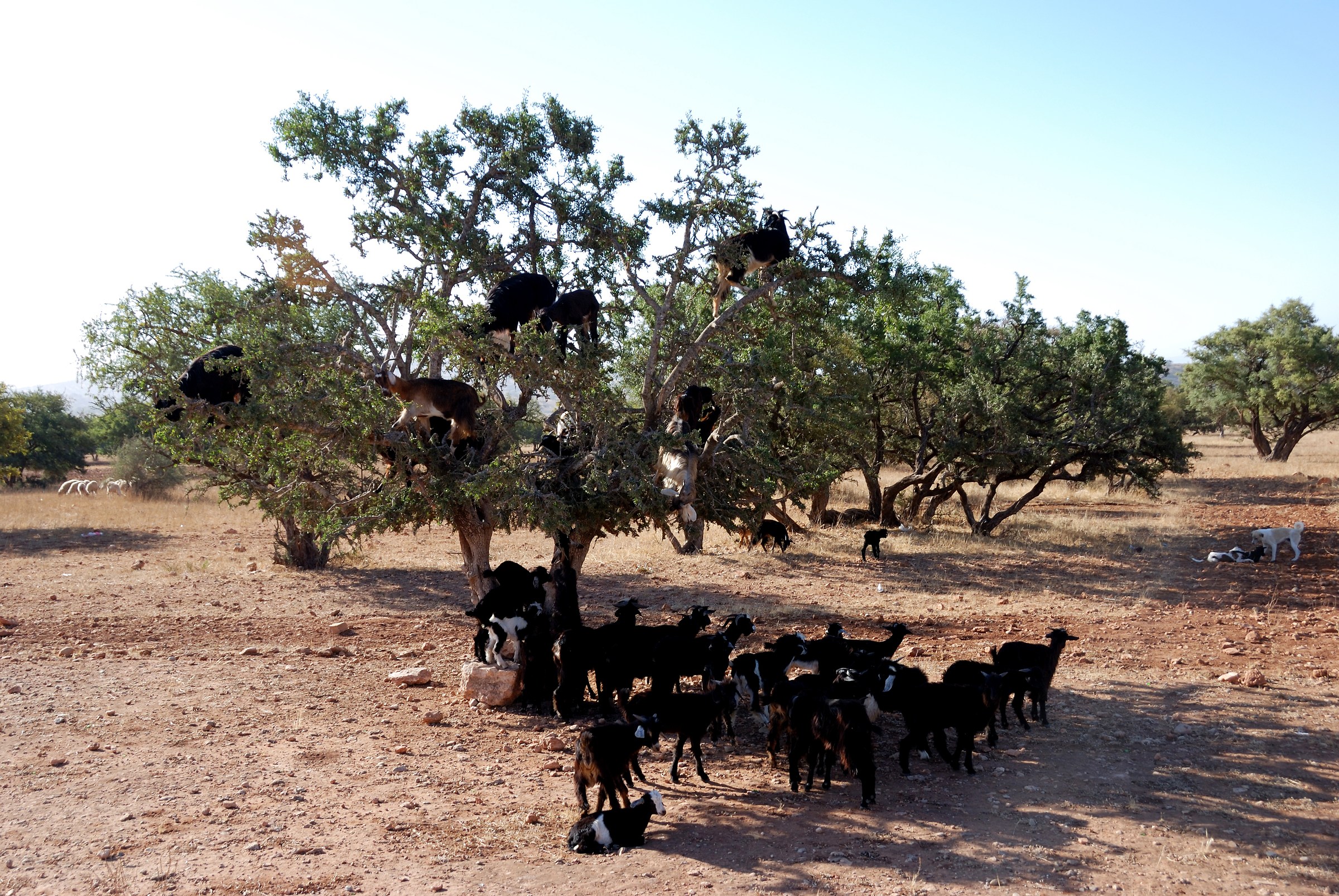 Goats on Argan