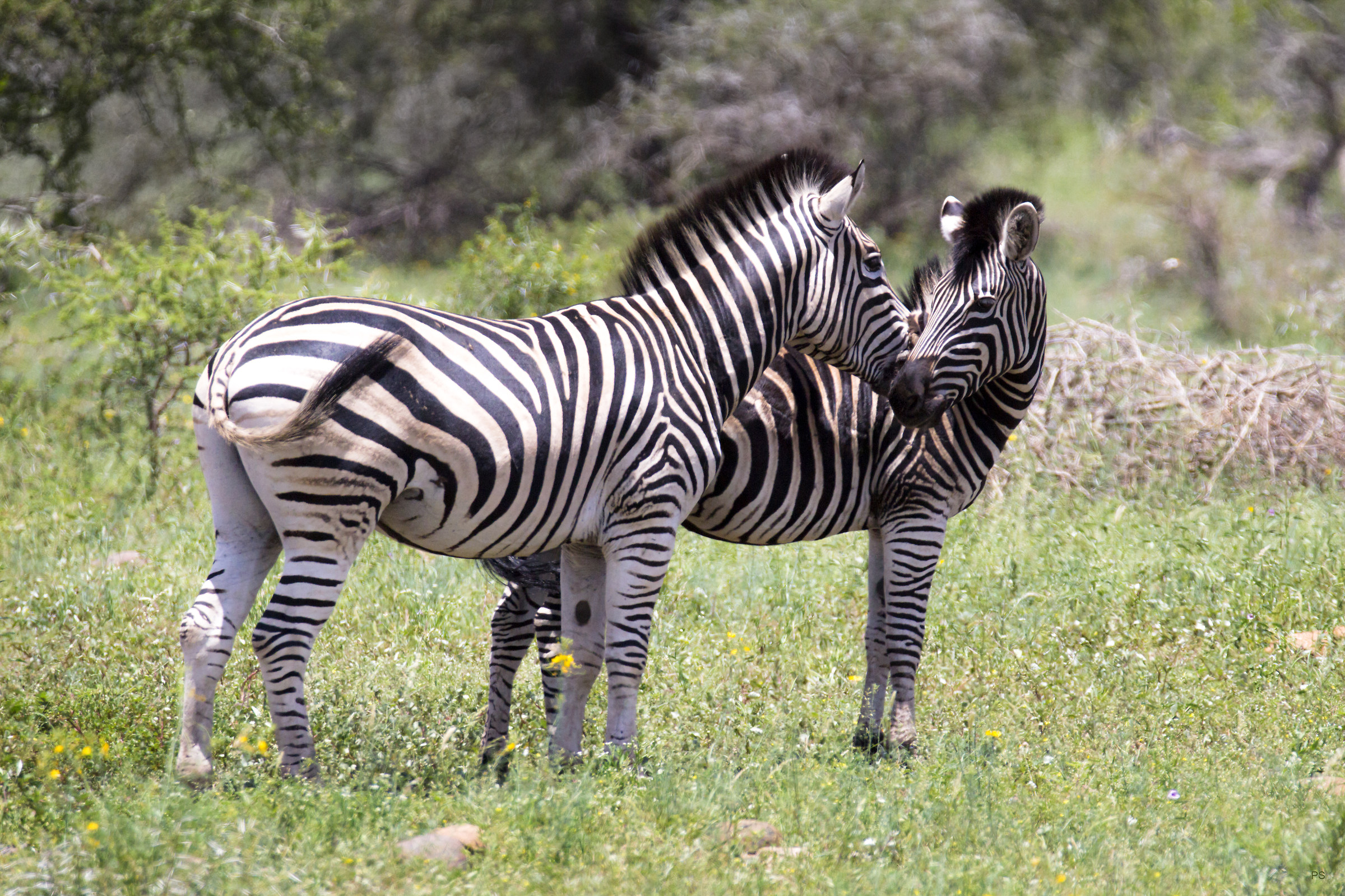 insieme - #Zebre nel Kruger n.p.
