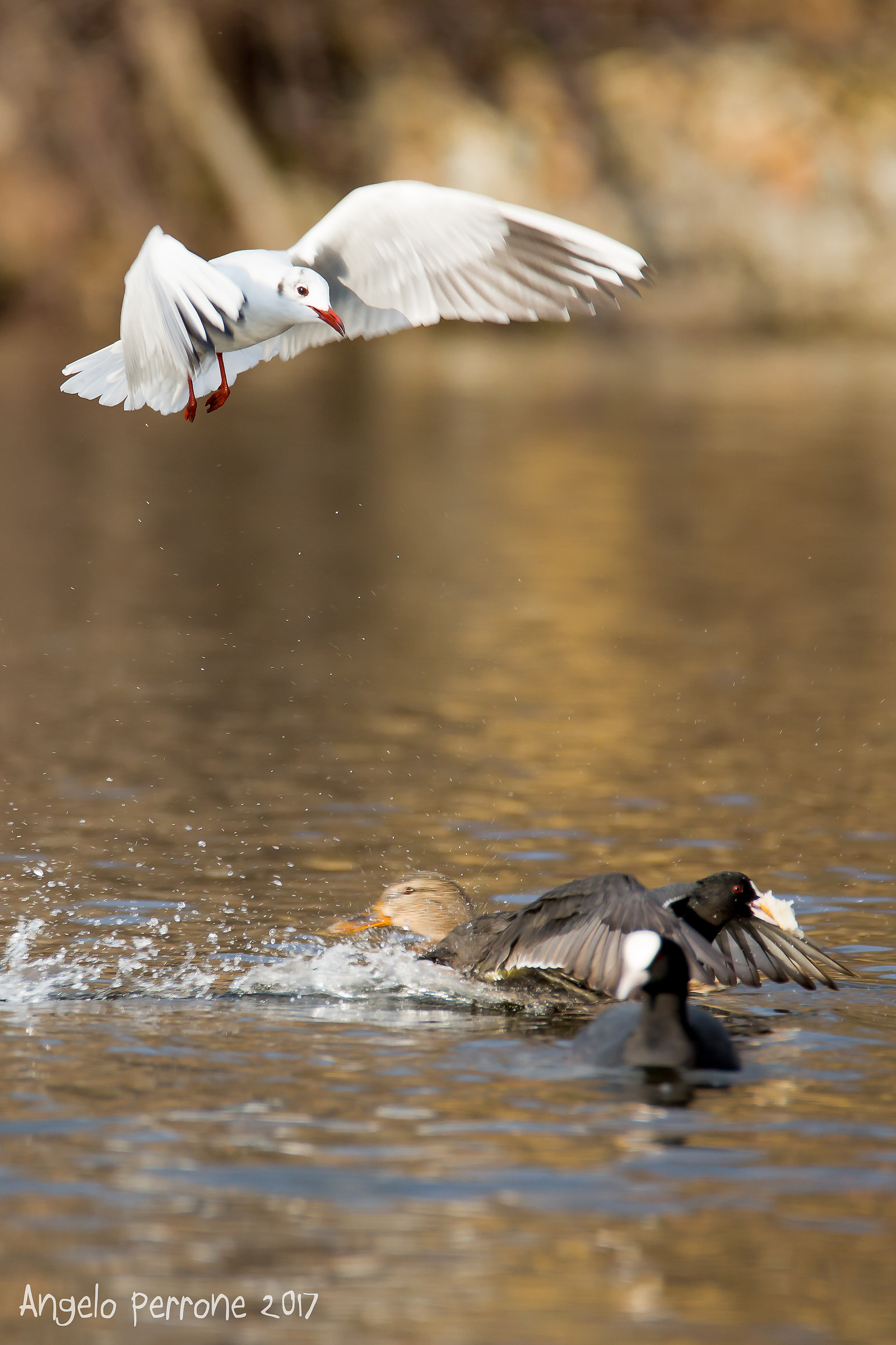 Attack on the German