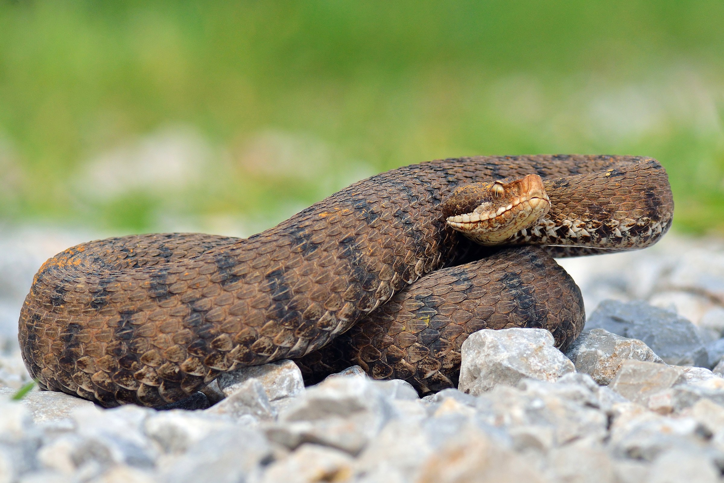 Vipera aspis