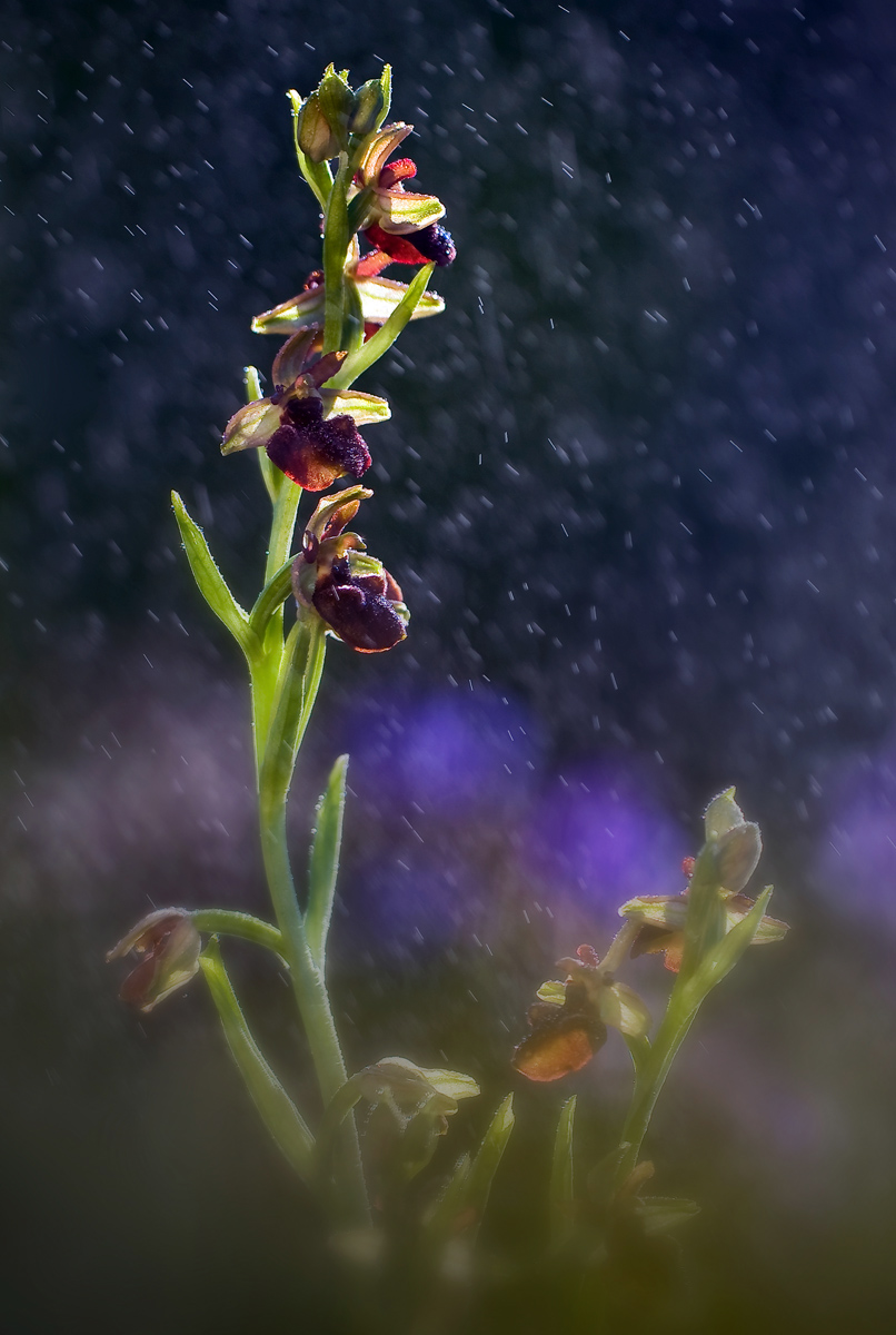 Growing into a dream