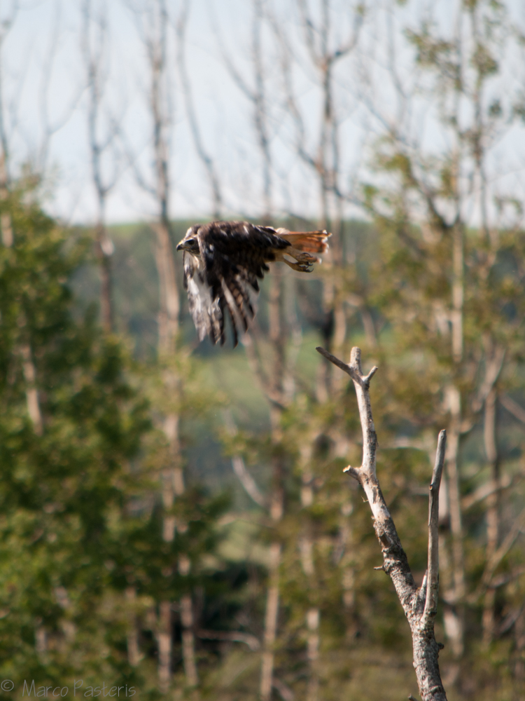 Takeoff (Falco Ferriginoso)