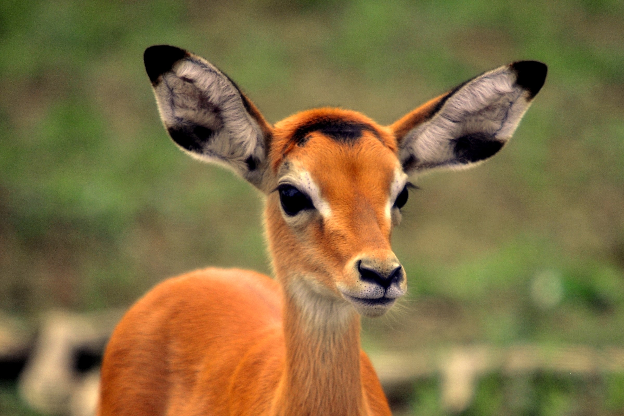 young impala