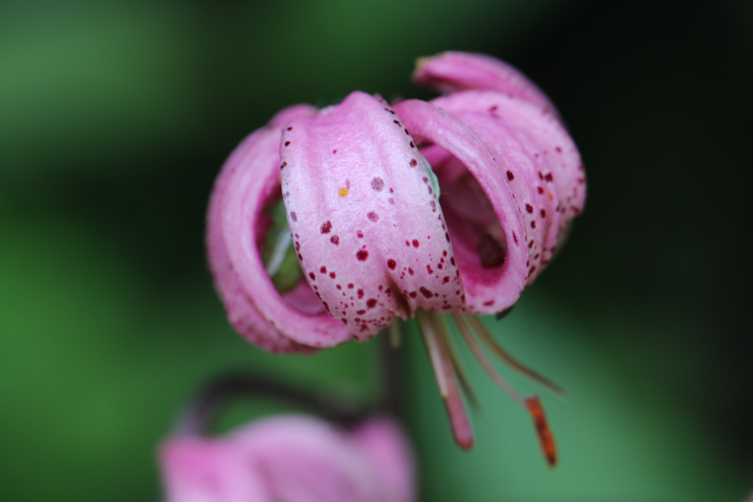 Giglio martagone - Lago del Tremotgio