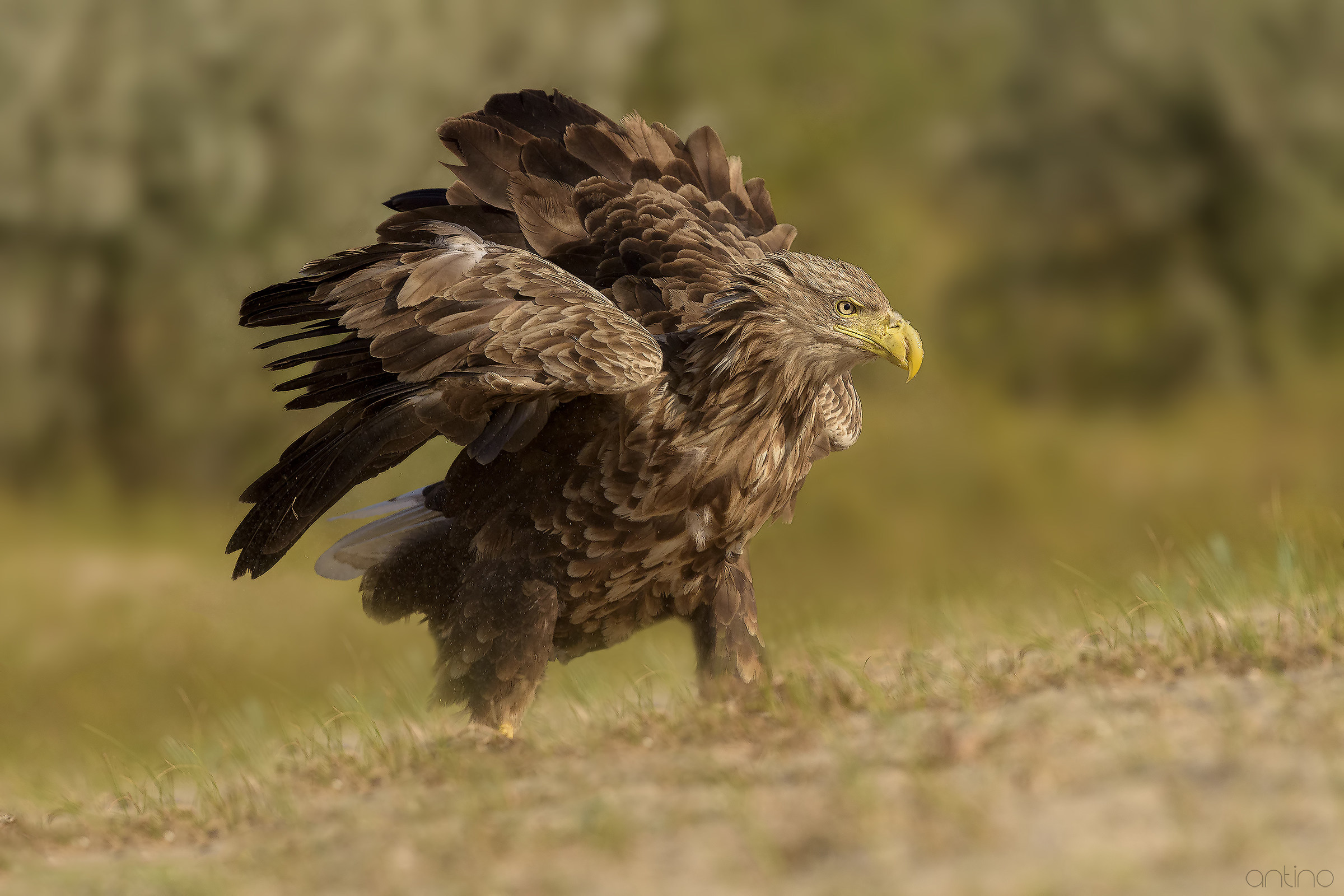 Sea eagle