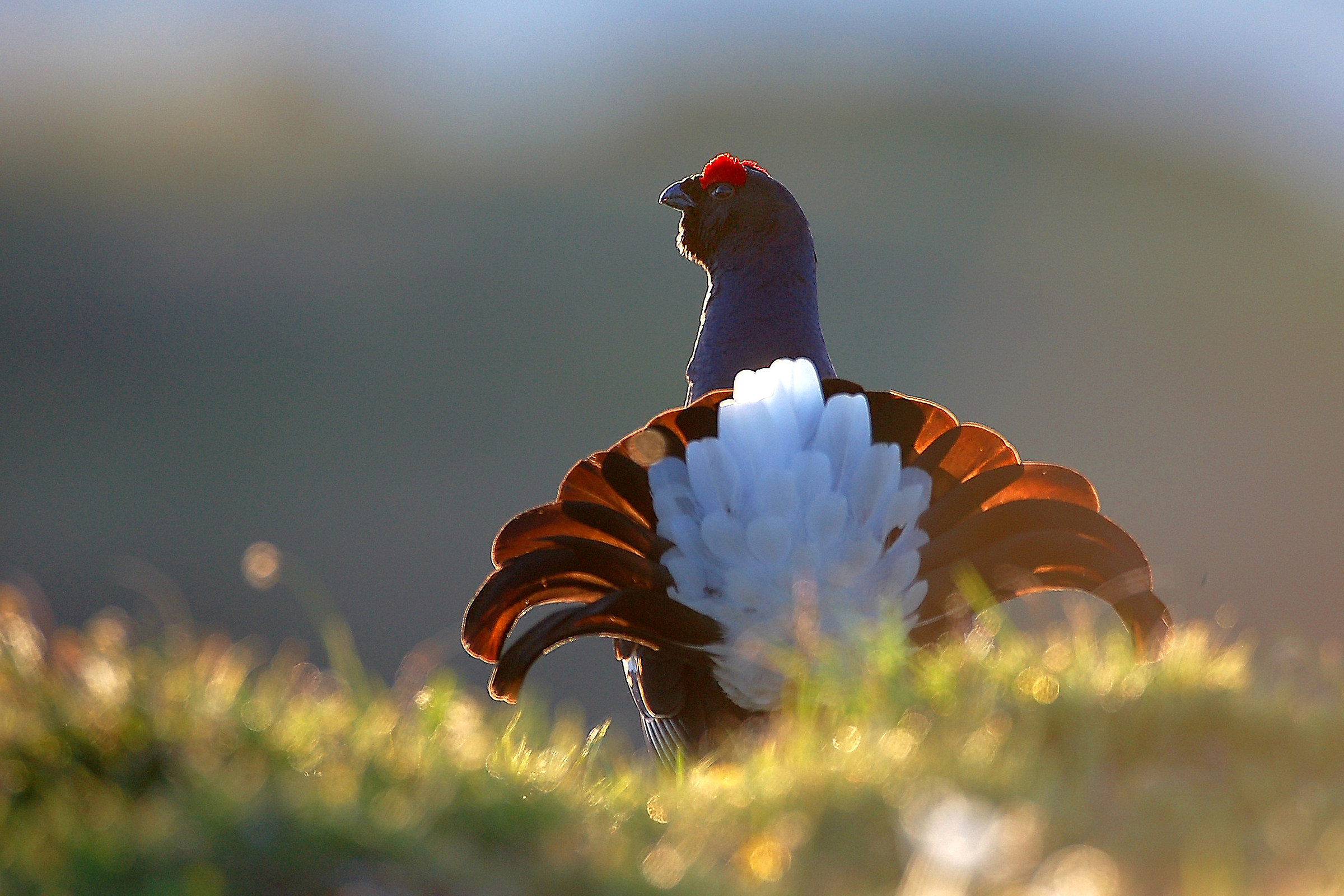 Grouse on parade