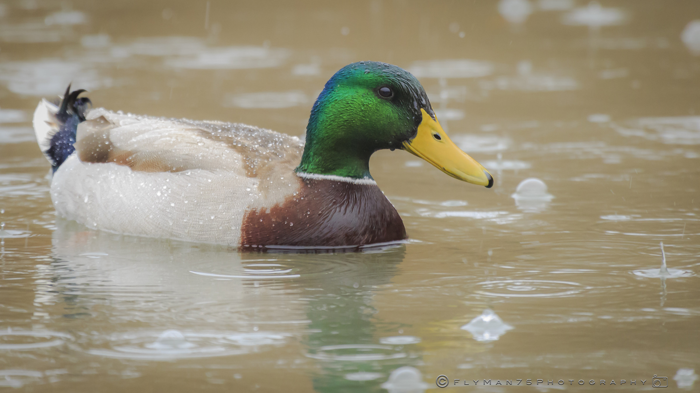 Mallard - Paratico (BS)