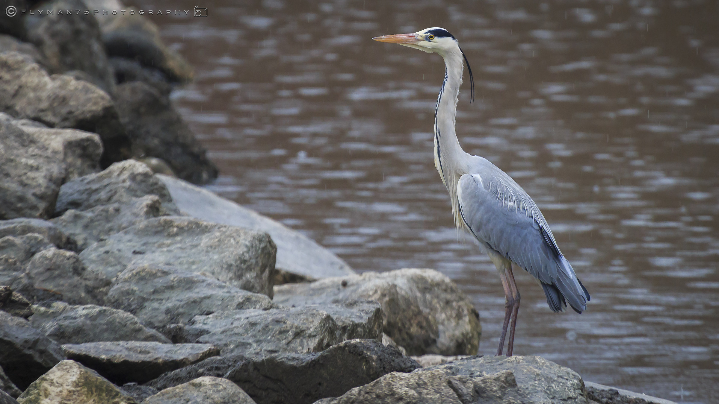 Grey Heron - - Paratico (BS)