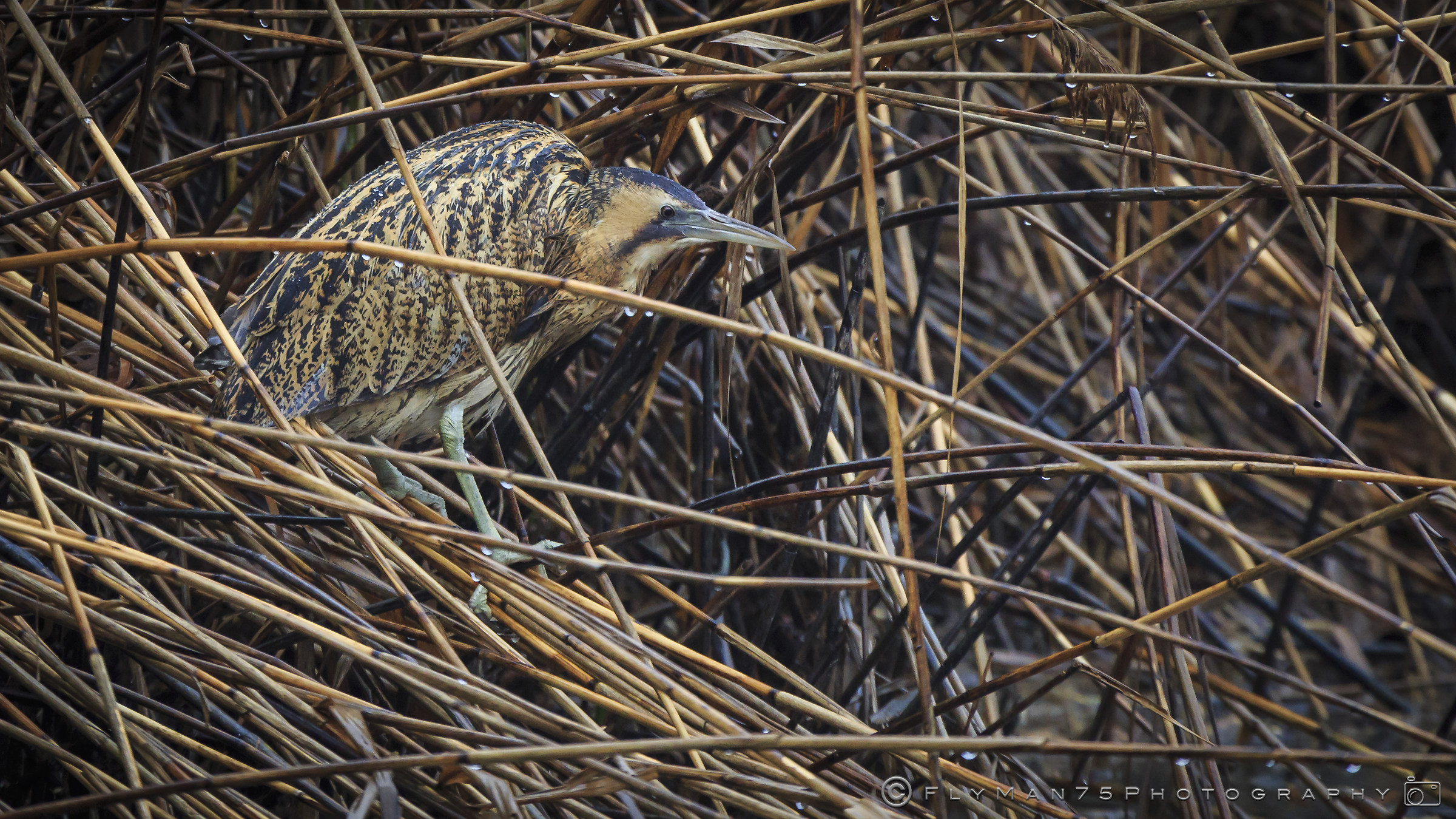 Bittern - - Paratico (BS)