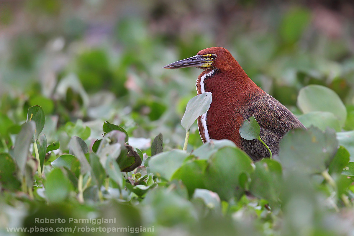 Bianco rosso e verde..........